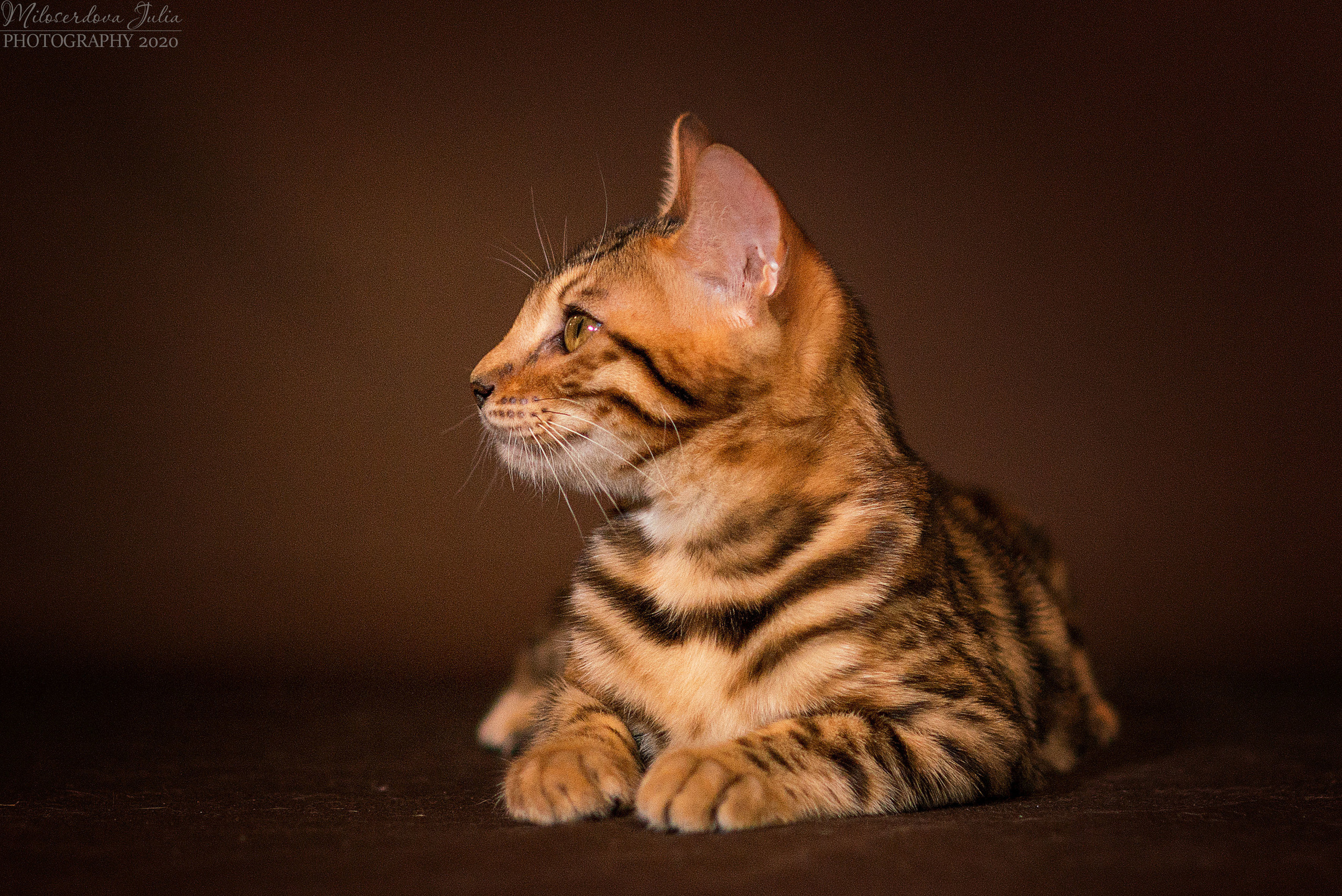 Фотосъёмка домашних животных. Фотограф Юлия Милосердова