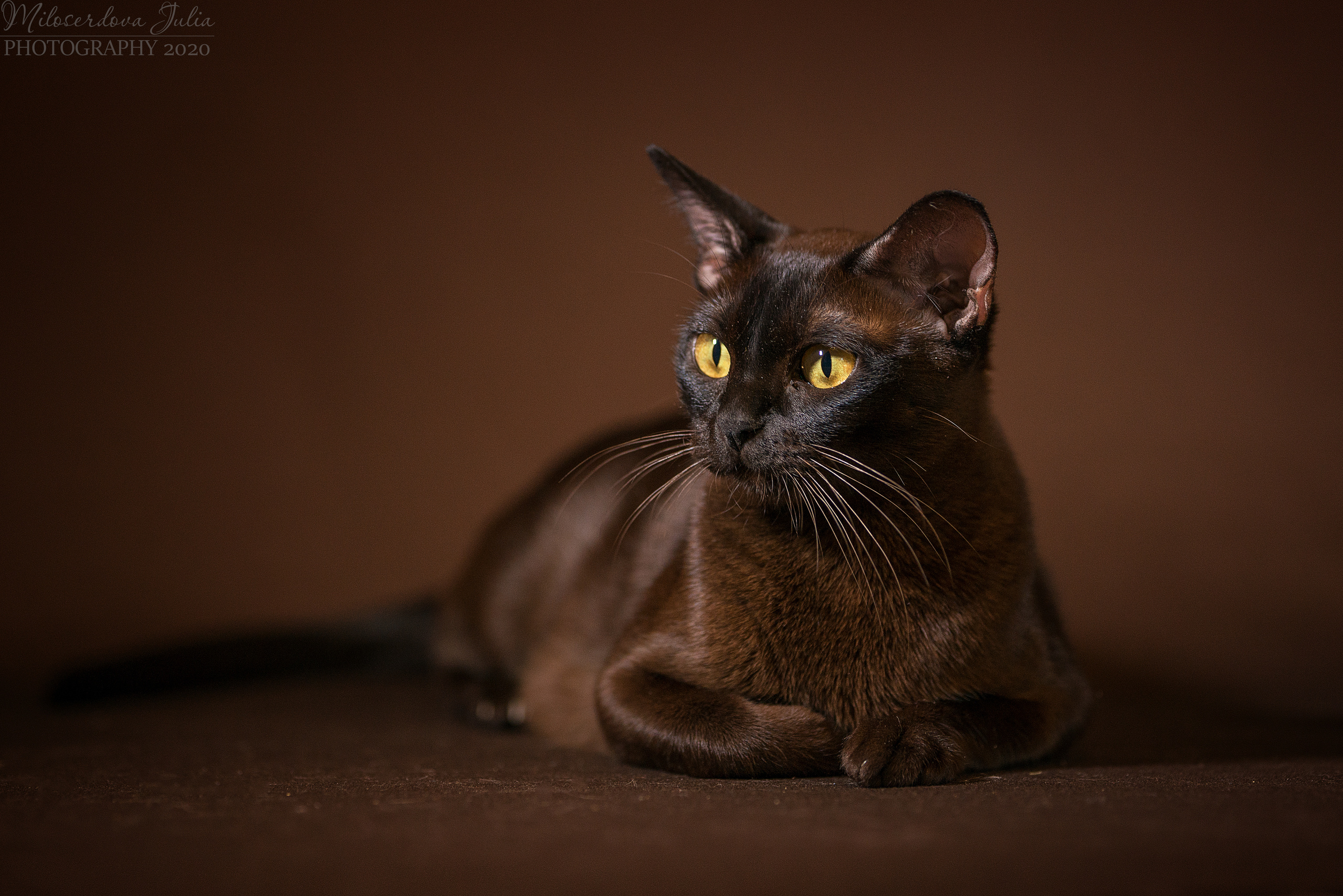 Фотосъёмка домашних животных. Фотограф Юлия Милосердова