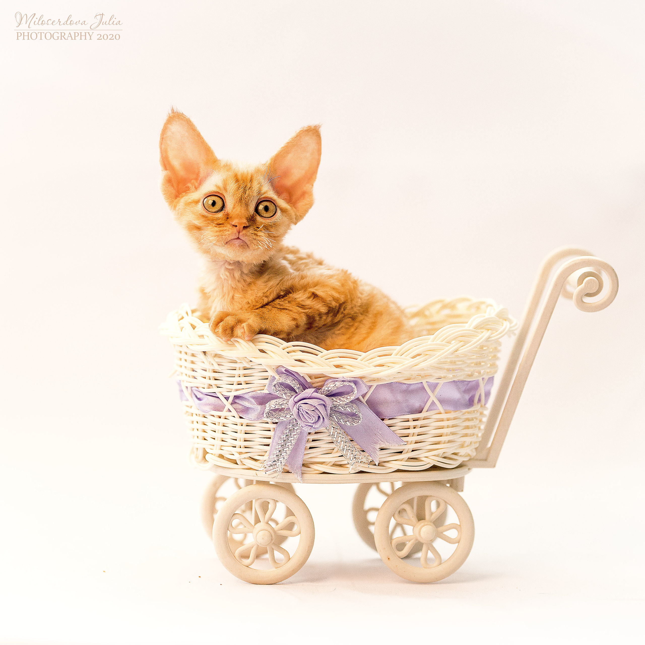 Фотосъёмка домашних животных. Фотограф Юлия Милосердова