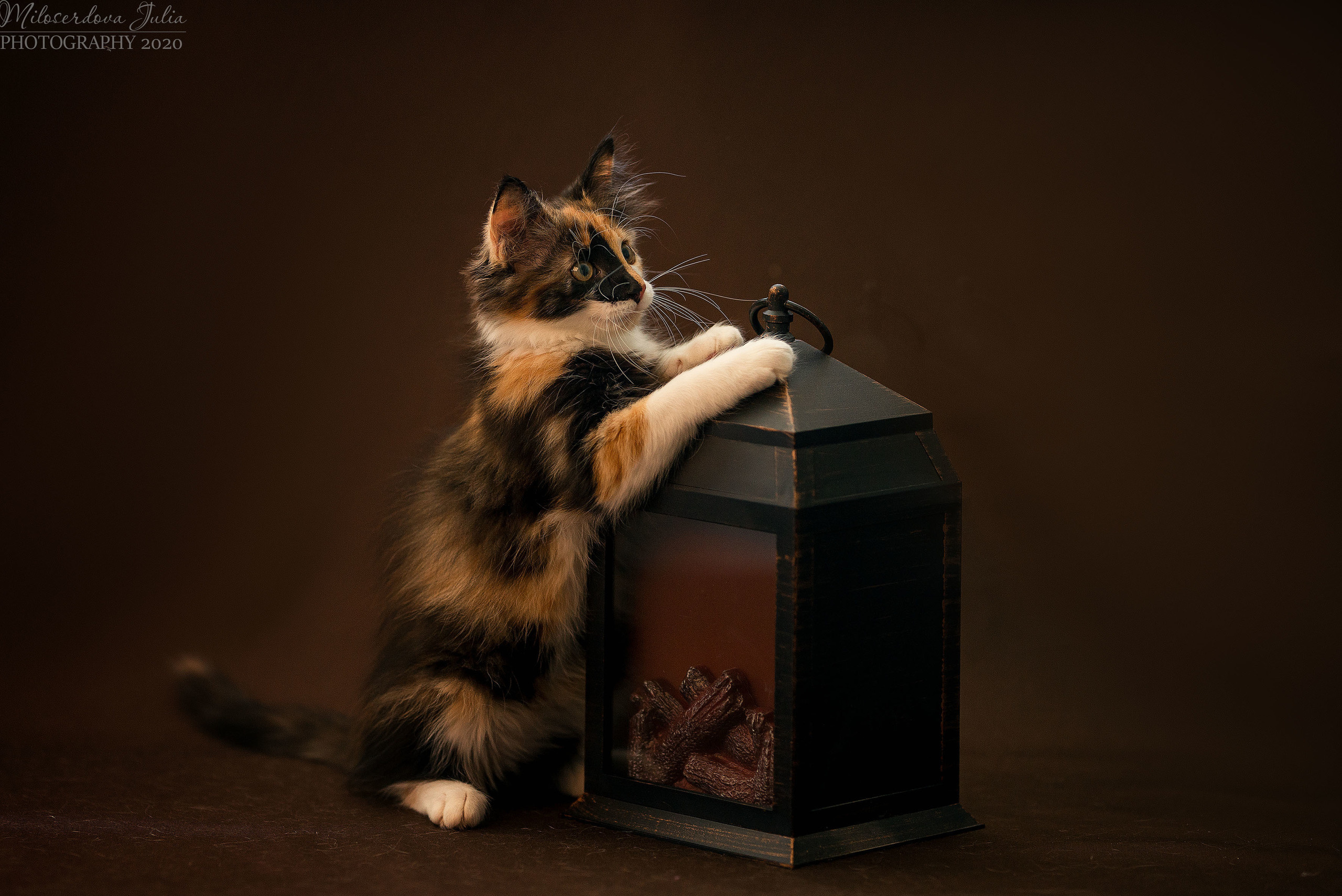Фотосъёмка домашних животных. Фотограф Юлия Милосердова