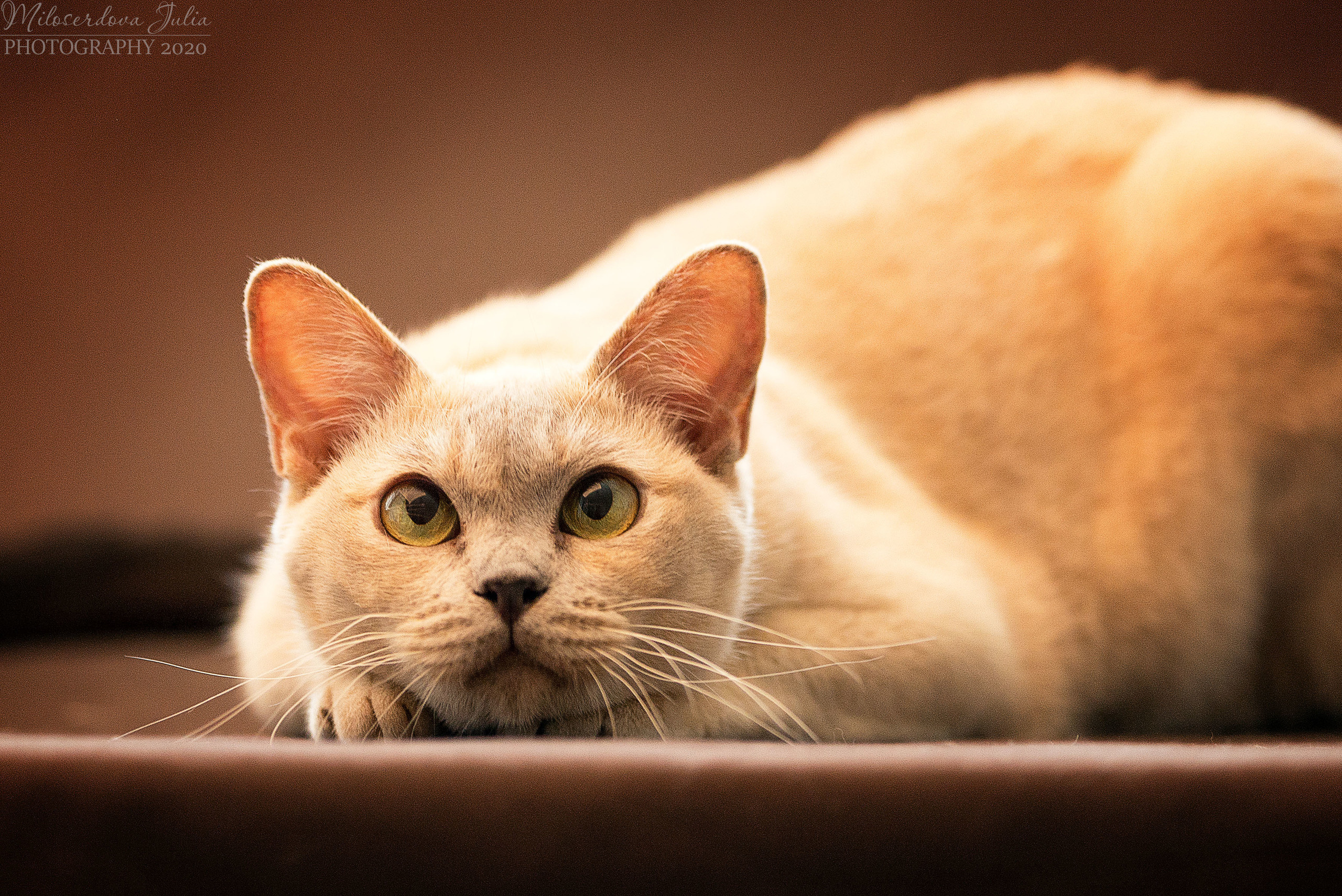 Фотосъёмка домашних животных. Фотограф Юлия Милосердова