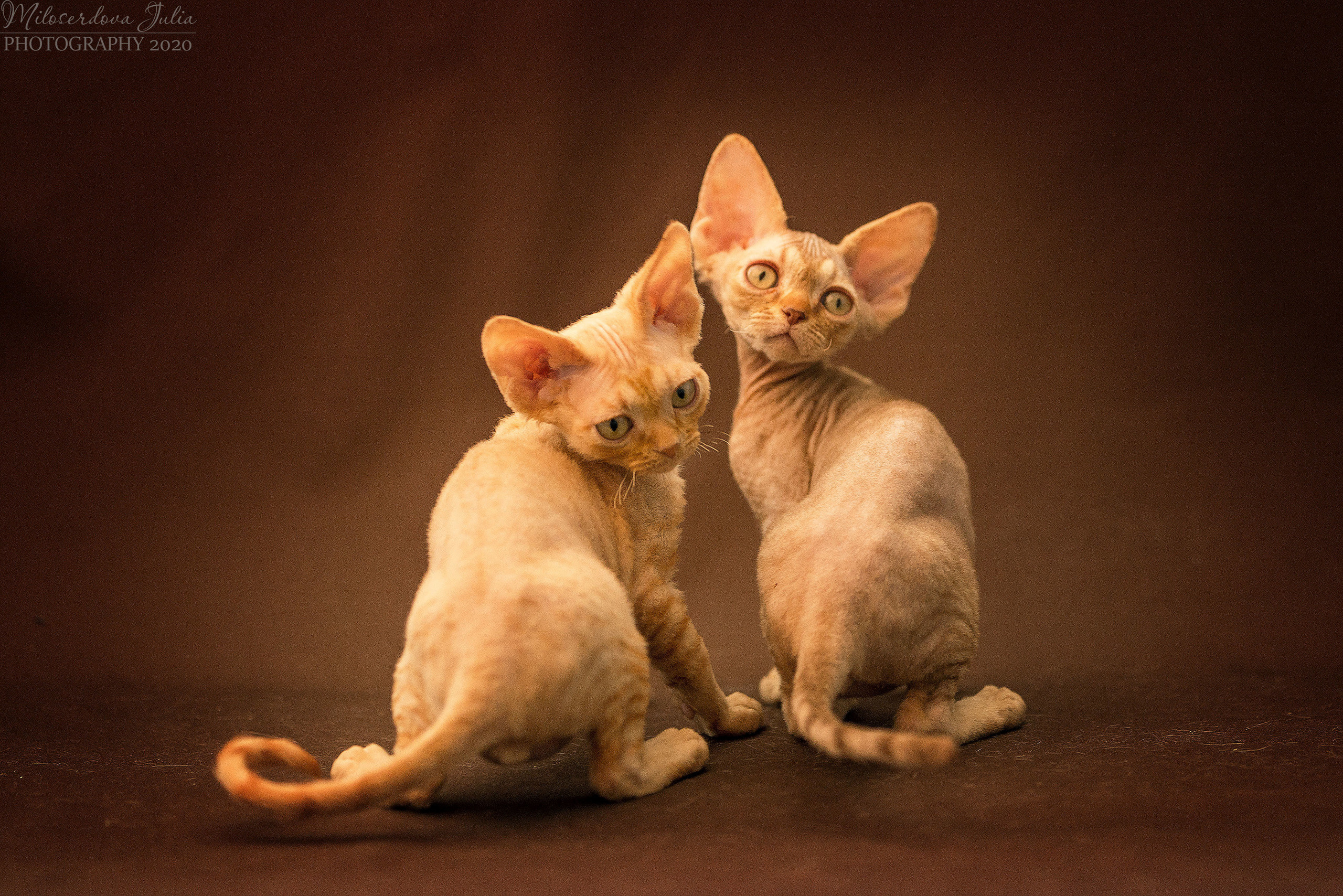 Фотосъёмка домашних животных. Фотограф Юлия Милосердова