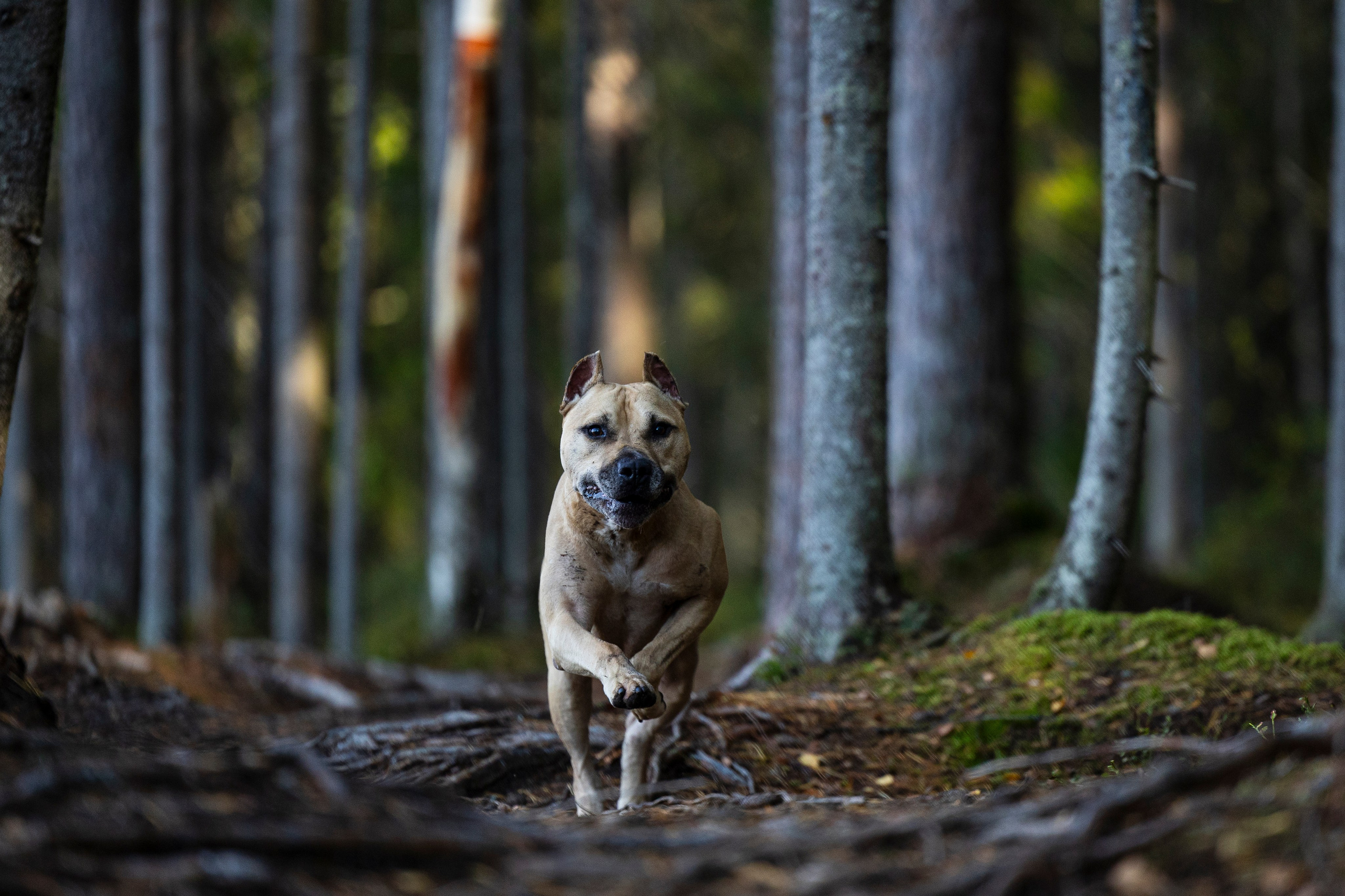 Фобос. Фотограф-анималист Анна Маринич