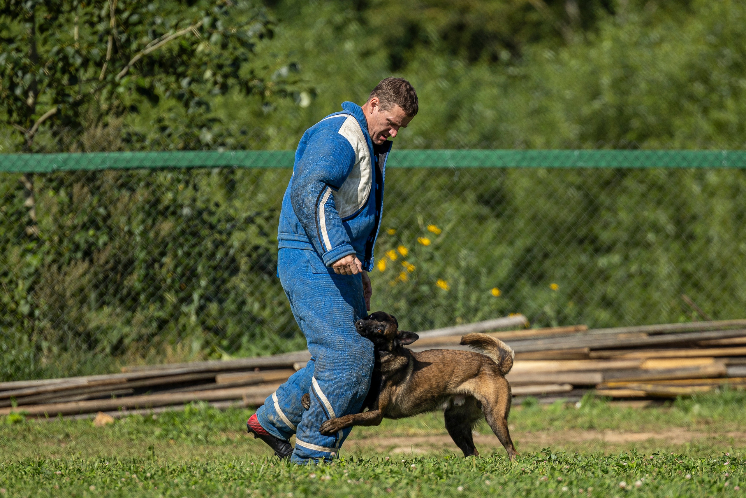 Соревнования по Мондьорингу г. Вологда 10-11.08.2024. Фотограф-анималист Анна Маринич