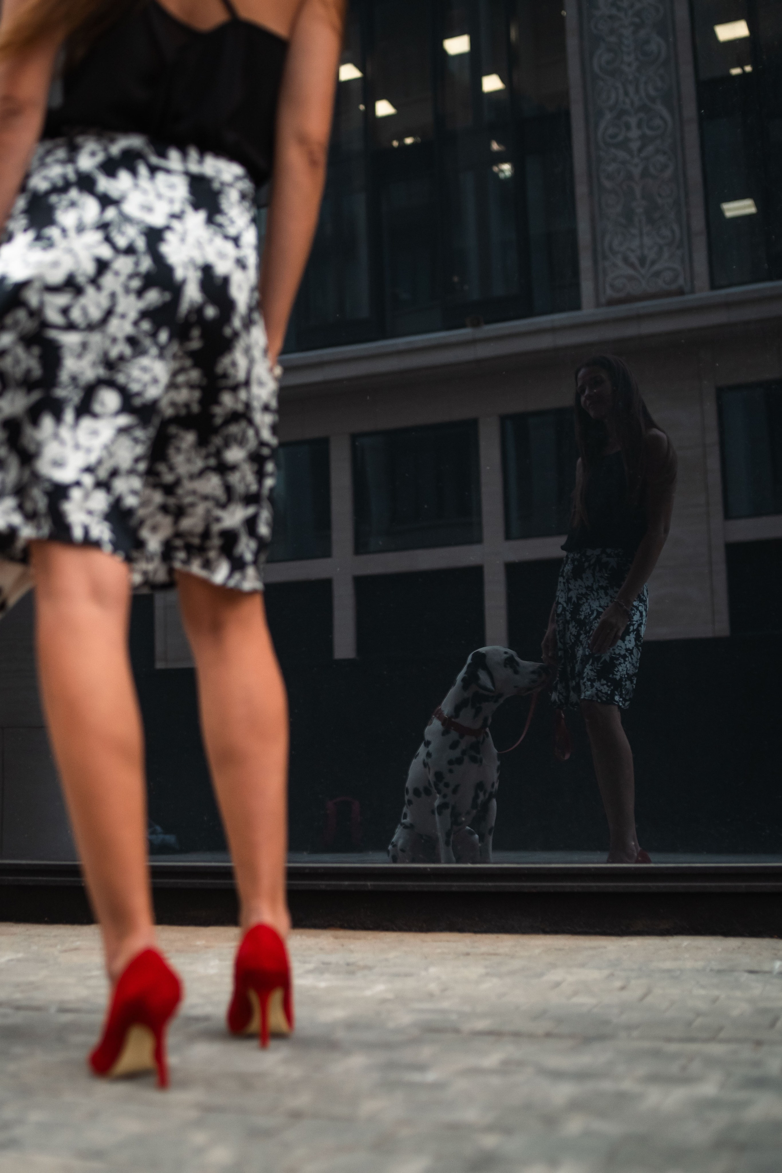 1 Далматин. Фотограф анималист