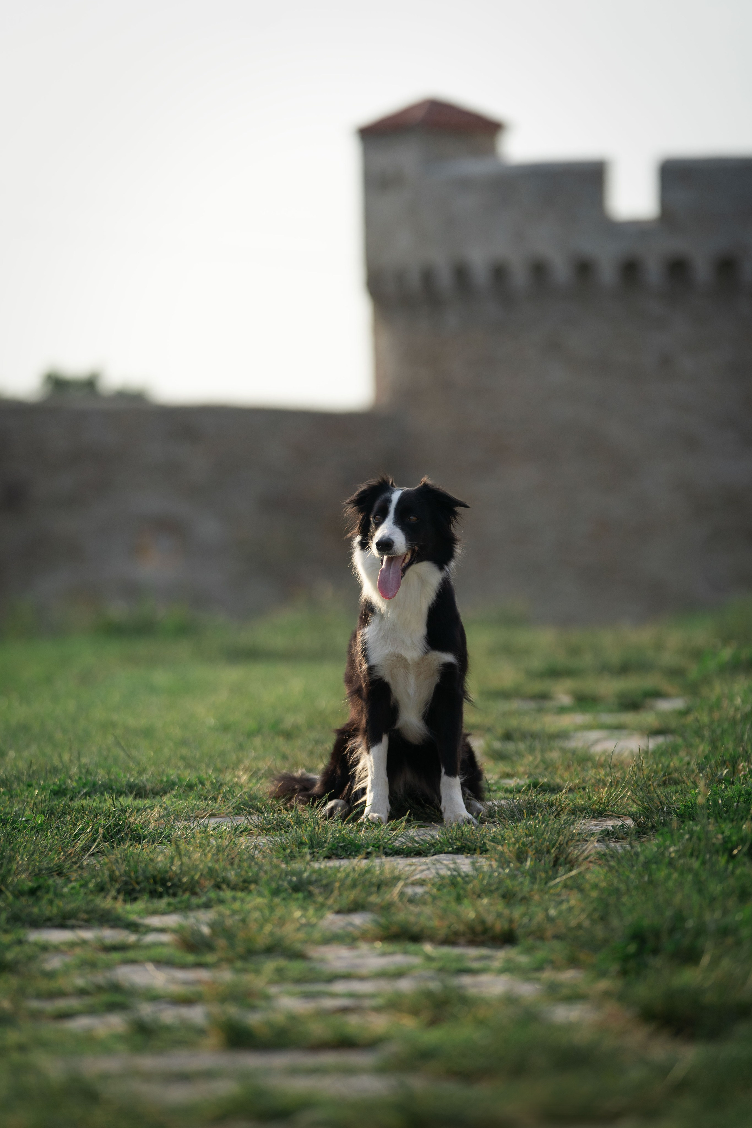 Белград, Калемегдан. Таня и Шегги. Фотограф анималист