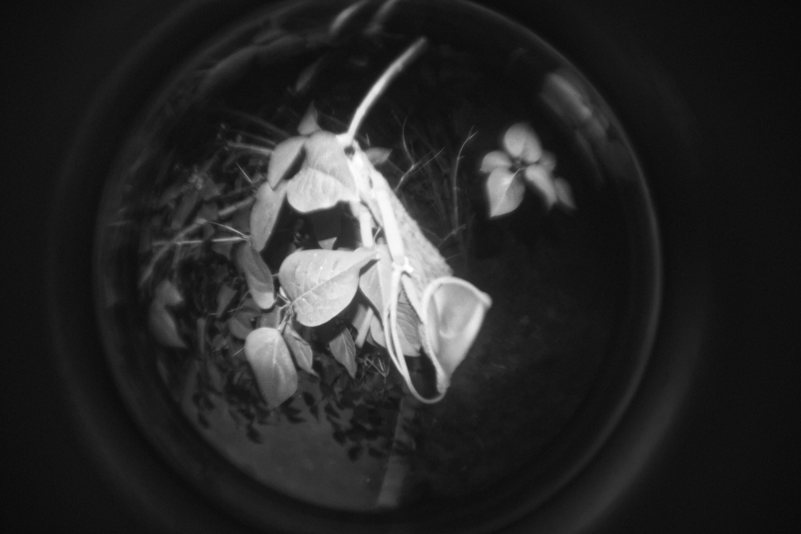 Bardo / Астигматическая ловушка для снов. Роман Ходырев — художник, фотограф, музыкант, эзотериолог. Санкт-Петербург, Рига