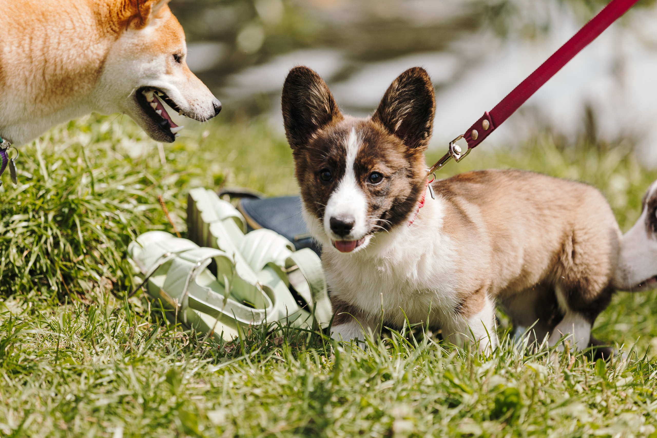 Petshop Sup day. Фотограф анималист Кристина Карпова, Москва