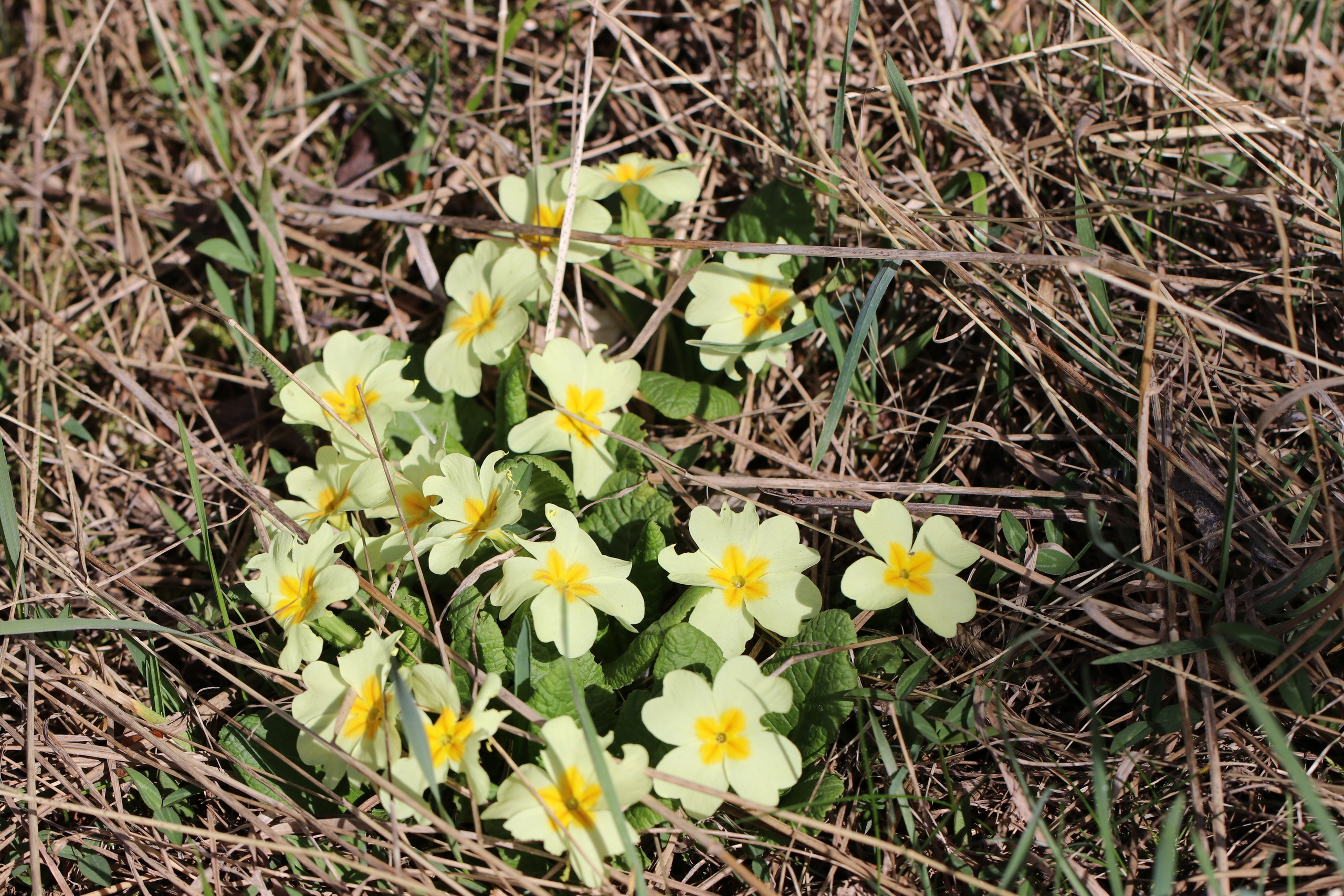 Крым. ЮБК (Бахчисарай, Кастрополь, Таракташская тропа). Май 2021. Путешественник-фотограф из Санкт-Петербурга Татьяна Свистулина
