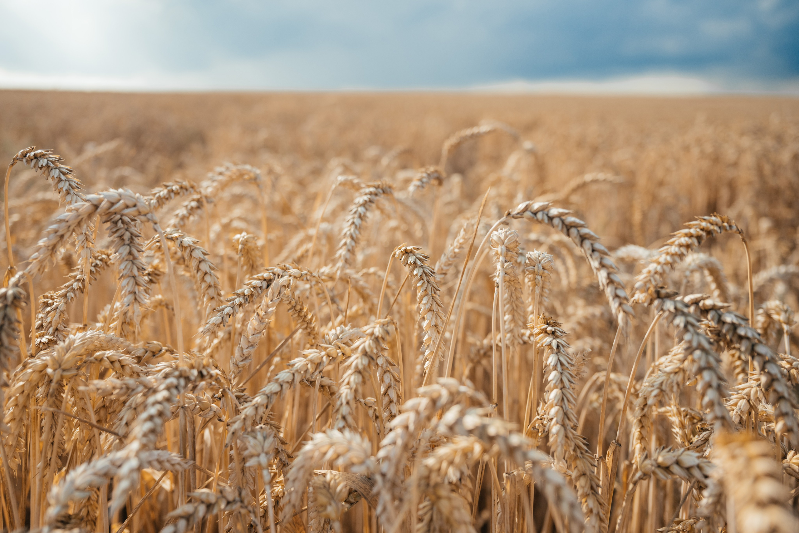 Алеся. Свадебный и портретный фотограф в Минске и РБ Владислав Саков