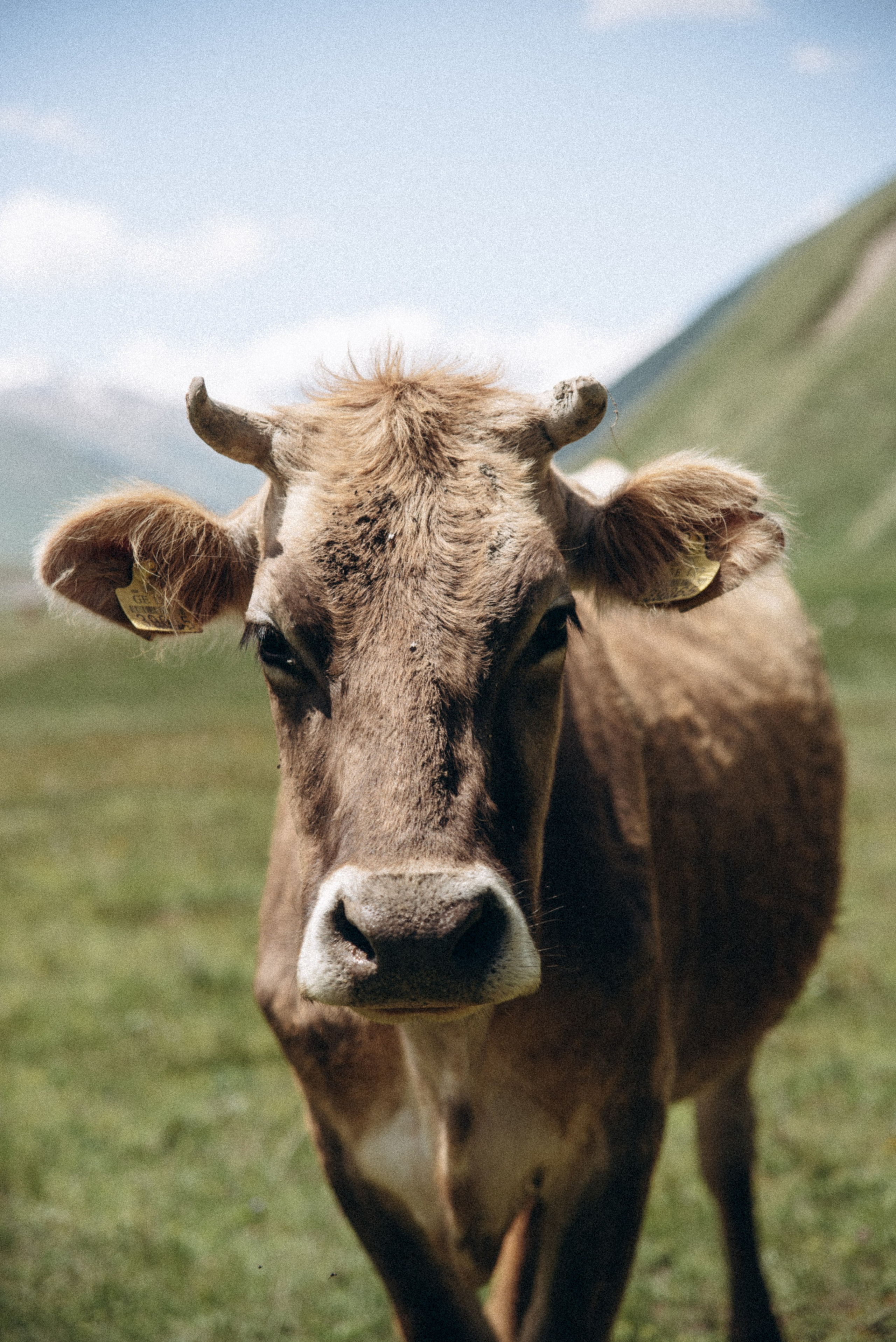 Долина Трусо, Грузия 🇬🇪. Anita_photo