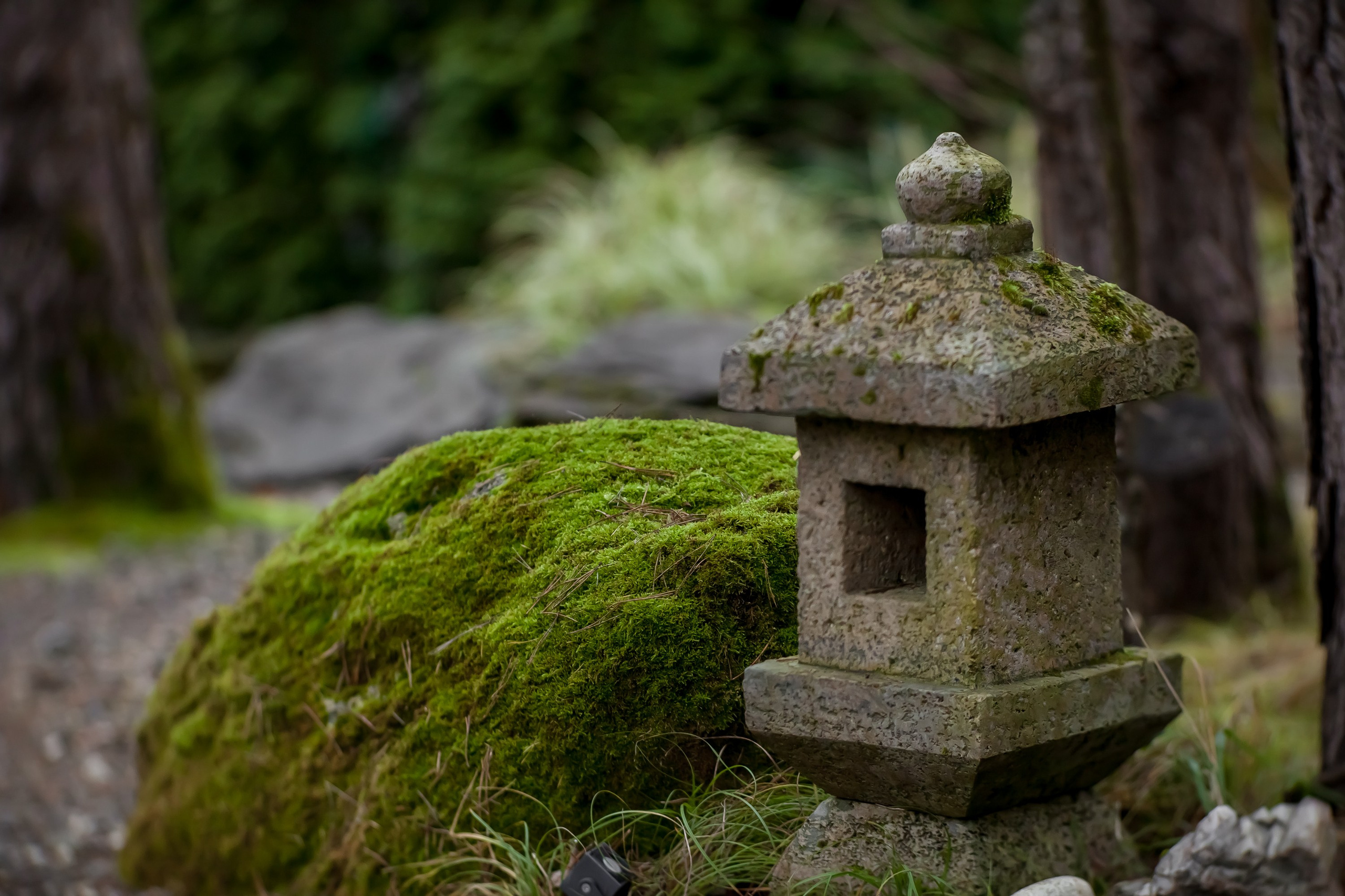 ОСТОРОЖНО МОХ. Туманов Виталий — фотограф Москва