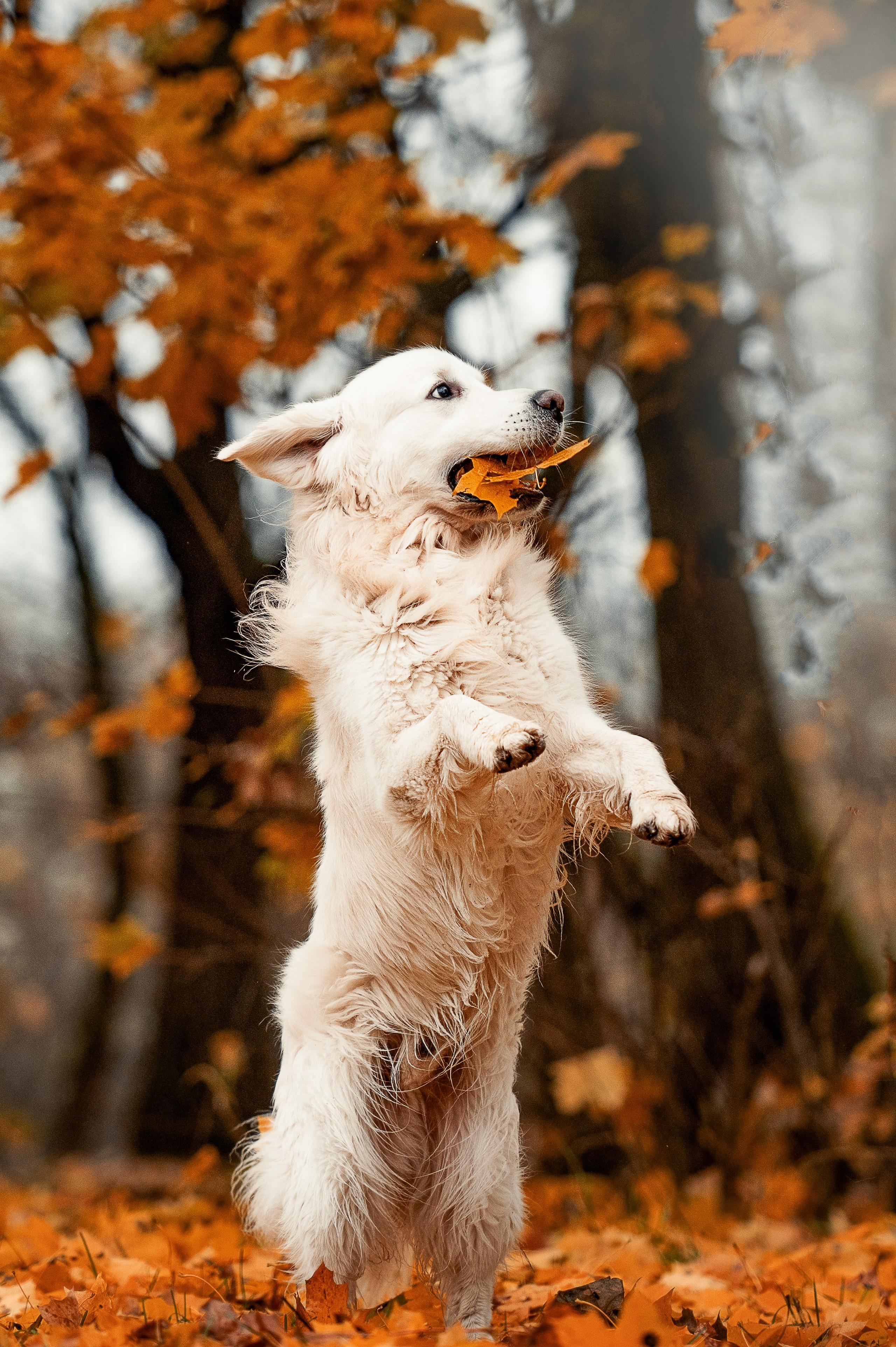 Айс и золотая осень. Фотограф-анималист