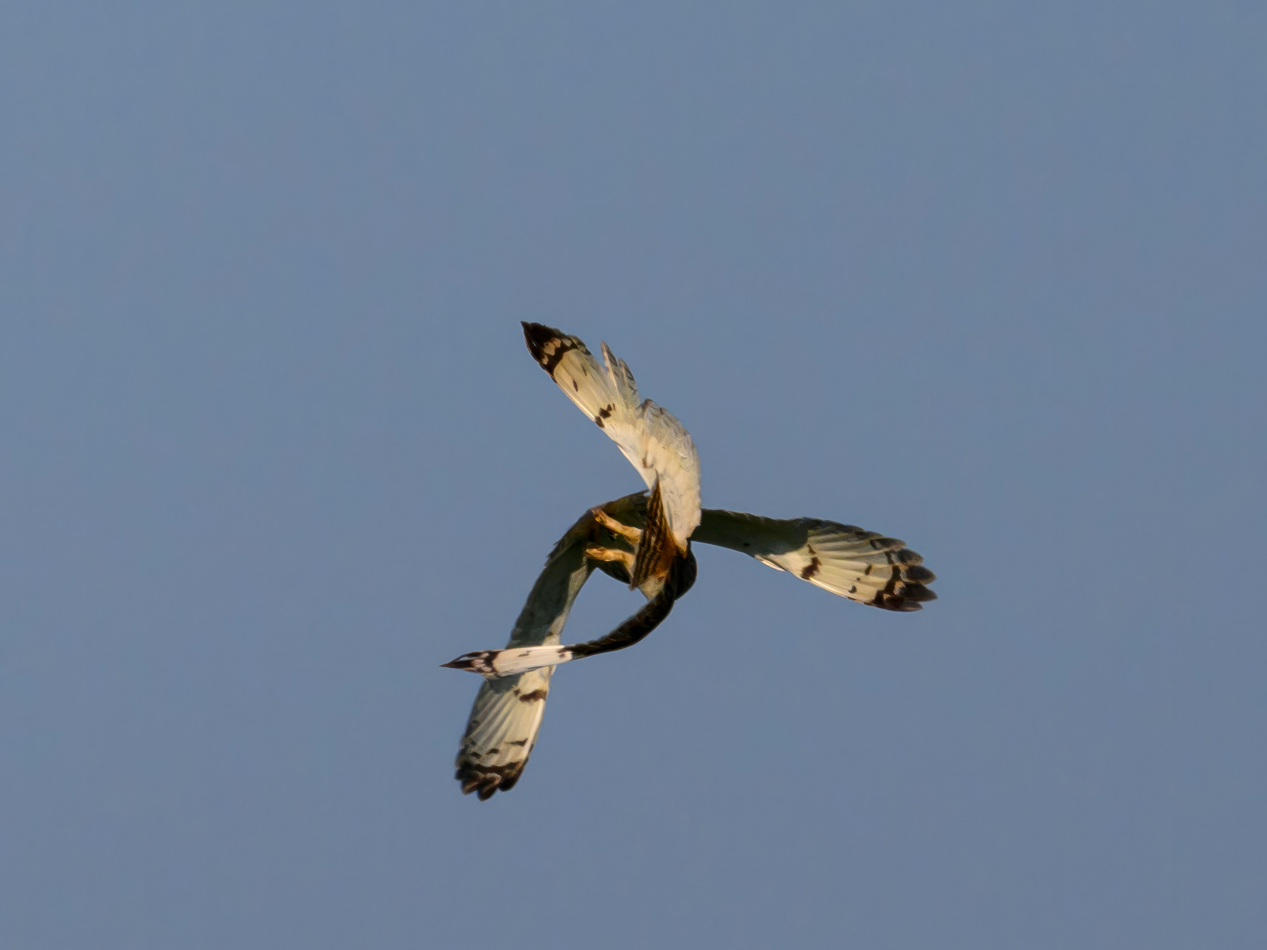 Совы делят территорию. Фотограф Сергей Пупонин