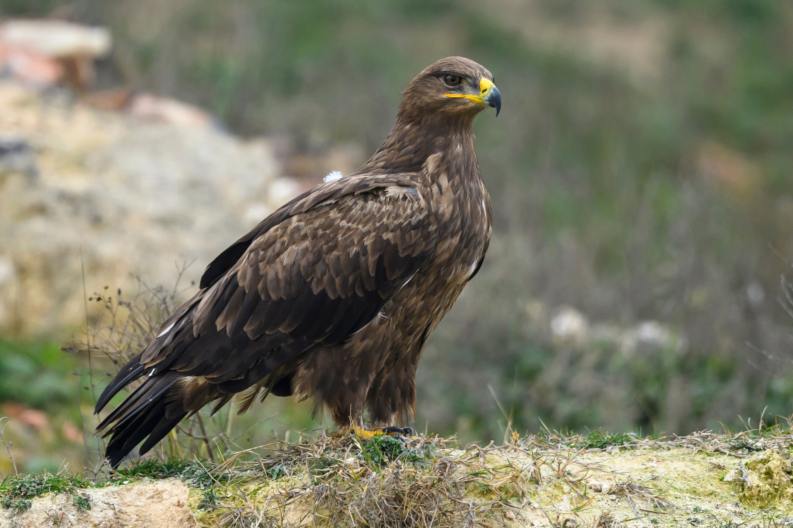 Дагестан. Ноябрь 2025. Фотограф Сергей Пупонин