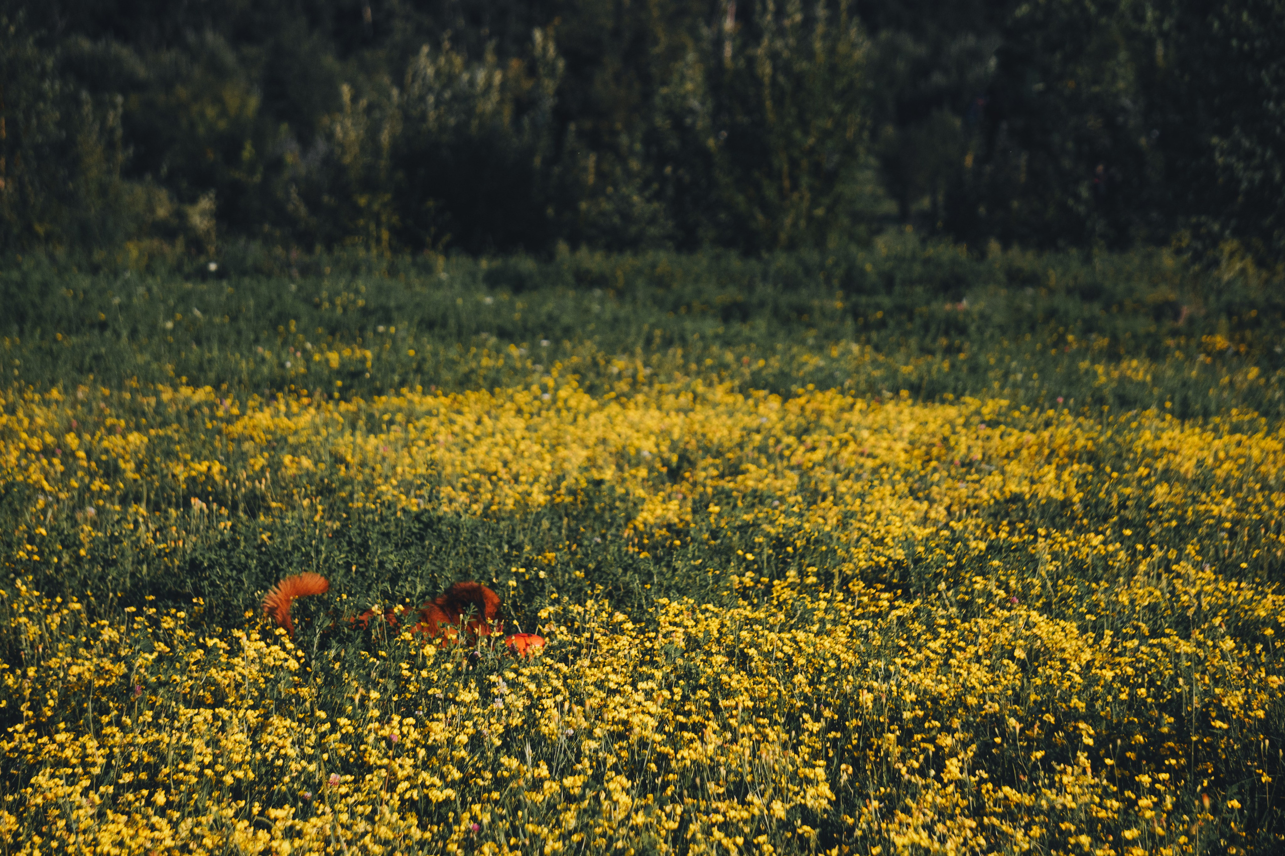 Катя и Яшма. Фотограф-анималист Ксения Воробьева, Москва