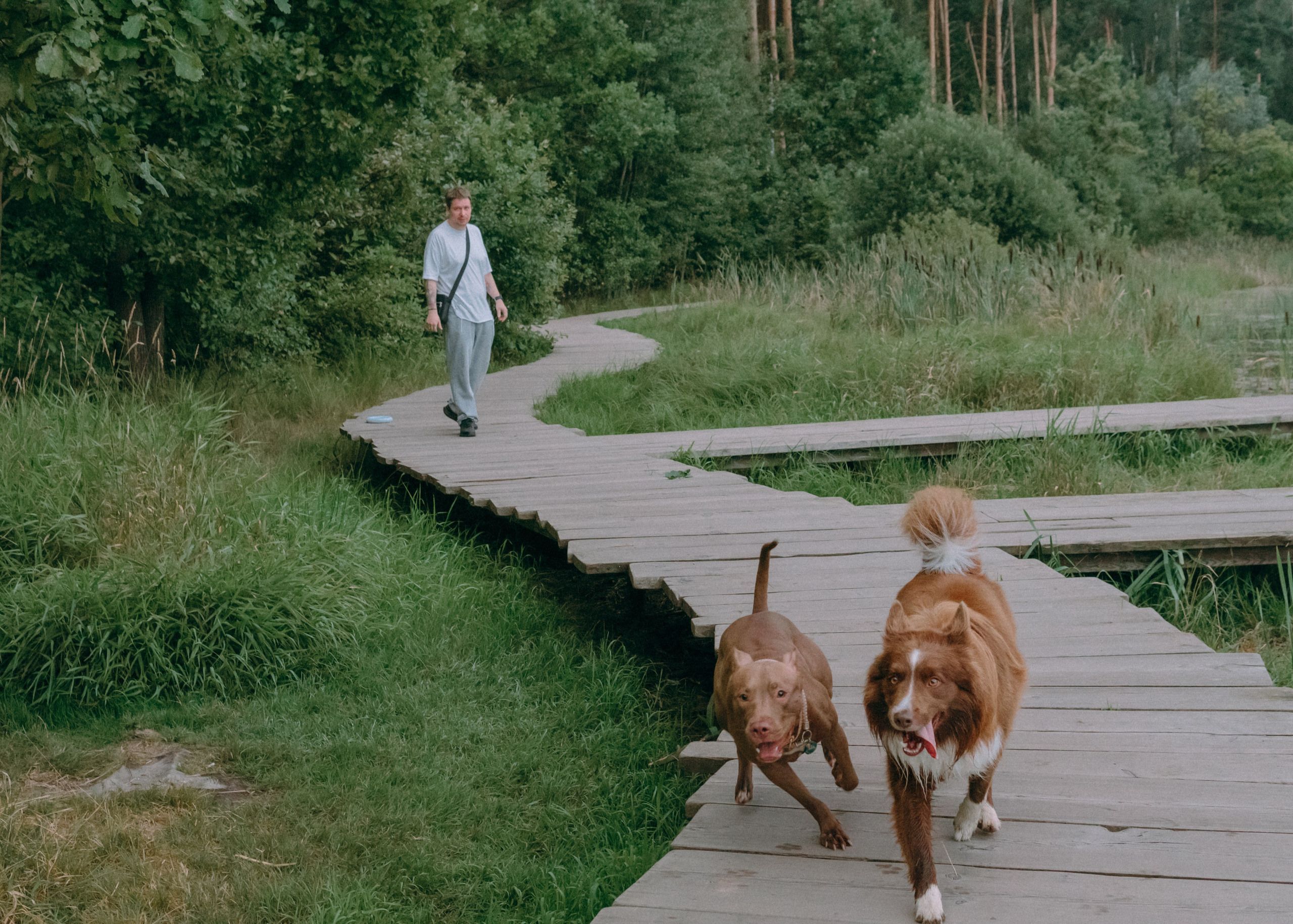 Виолетта, Лила и Питер. Фотограф-анималист Ксения Воробьева, Москва