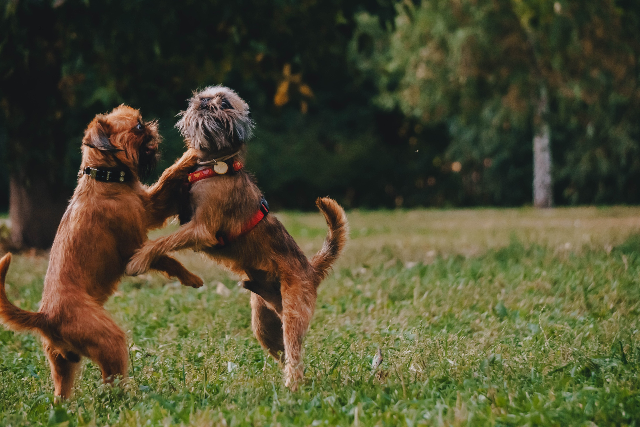 Мини-туса гриффоны и брабансоны. Фотограф-анималист Ксения Воробьева, Москва