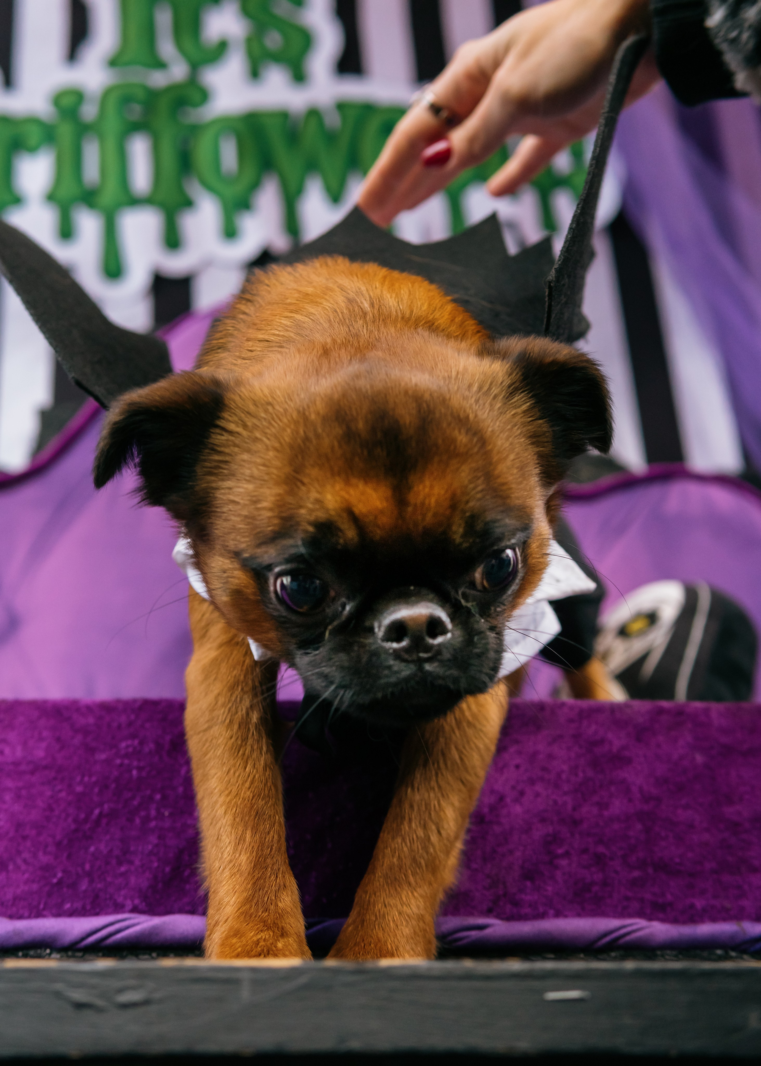 Тематическая встреча породников «Griffween». Фотограф-анималист Ксения Воробьева, Москва