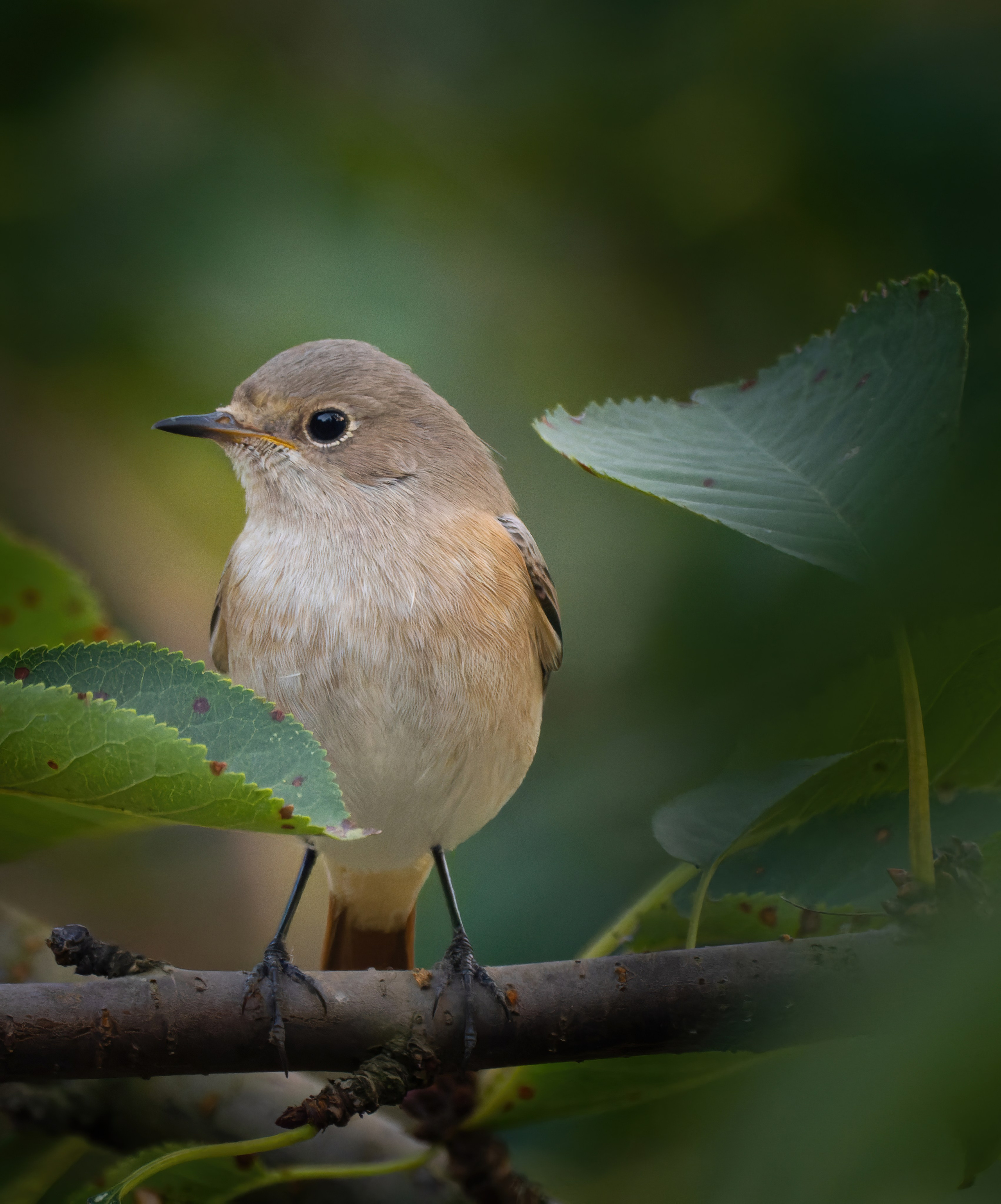 Птицы и животные. Oles Paritskiy