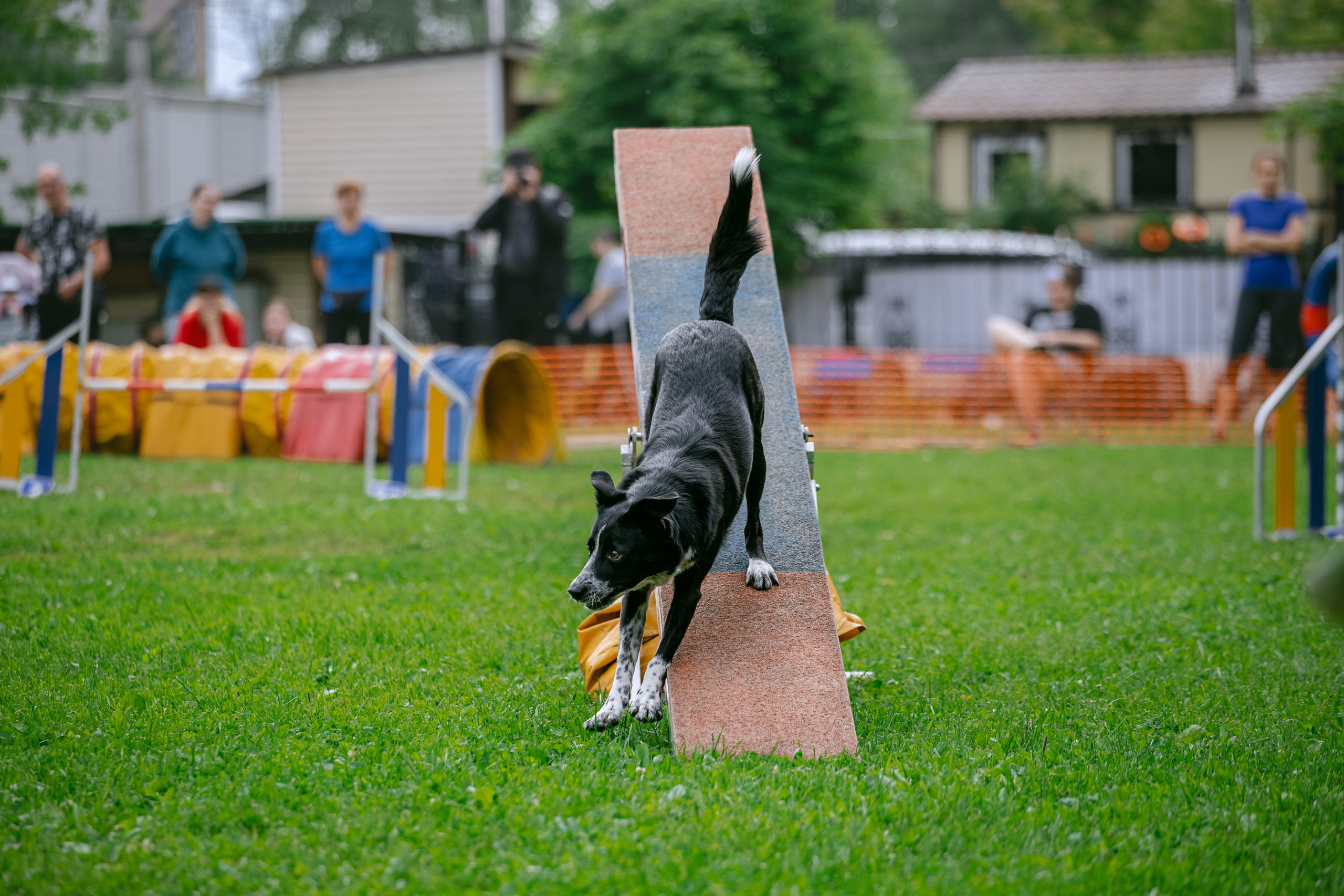 Соревнования по аджилити Долгопрудный 30.06.2025. Фотограф-анималист Татьяна Степанова