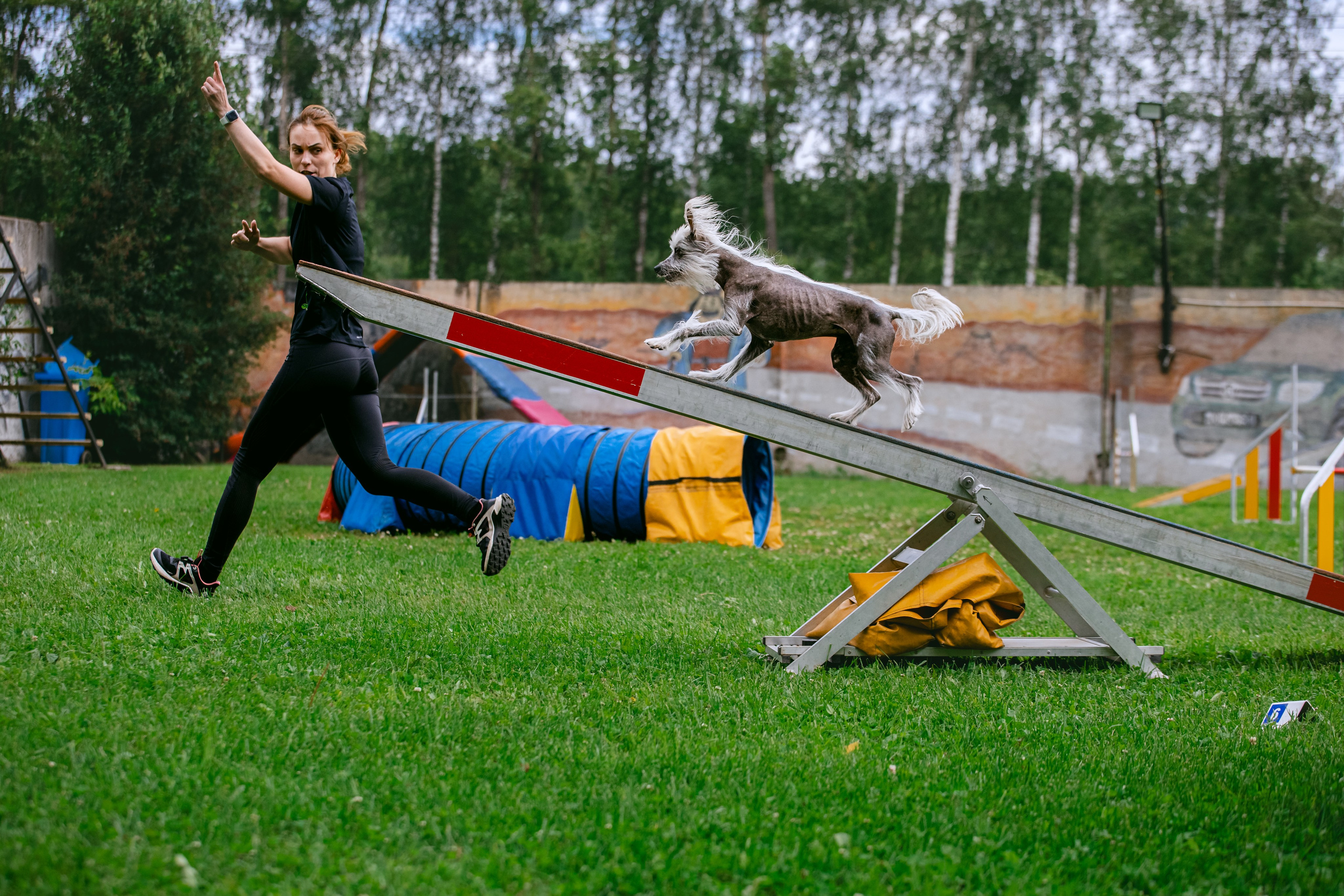 Соревнования по аджилити Долгопрудный 30.06.2025. Фотограф-анималист Татьяна Степанова
