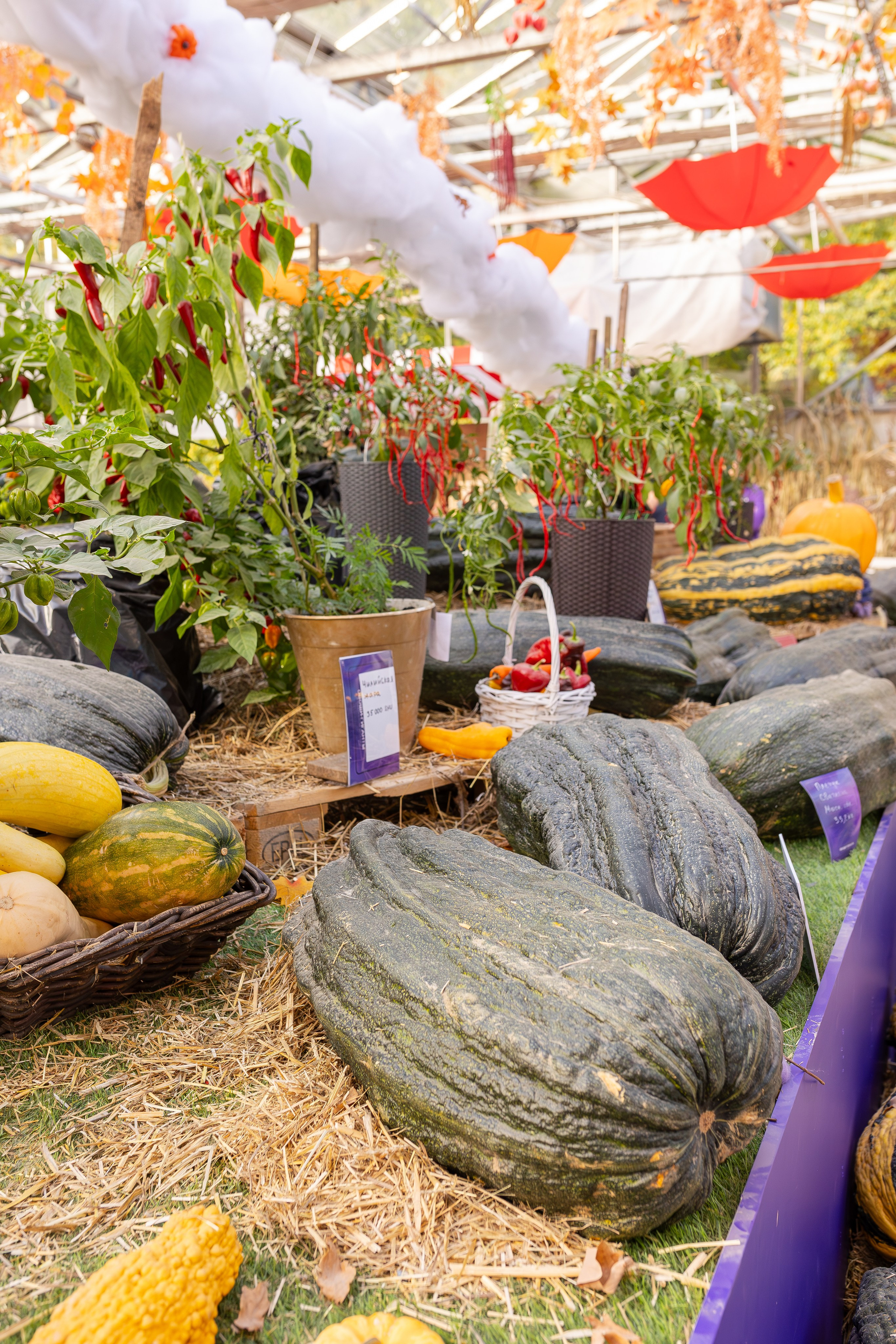 Овощи-гиганты. Александра Куликова фотограф, Москва