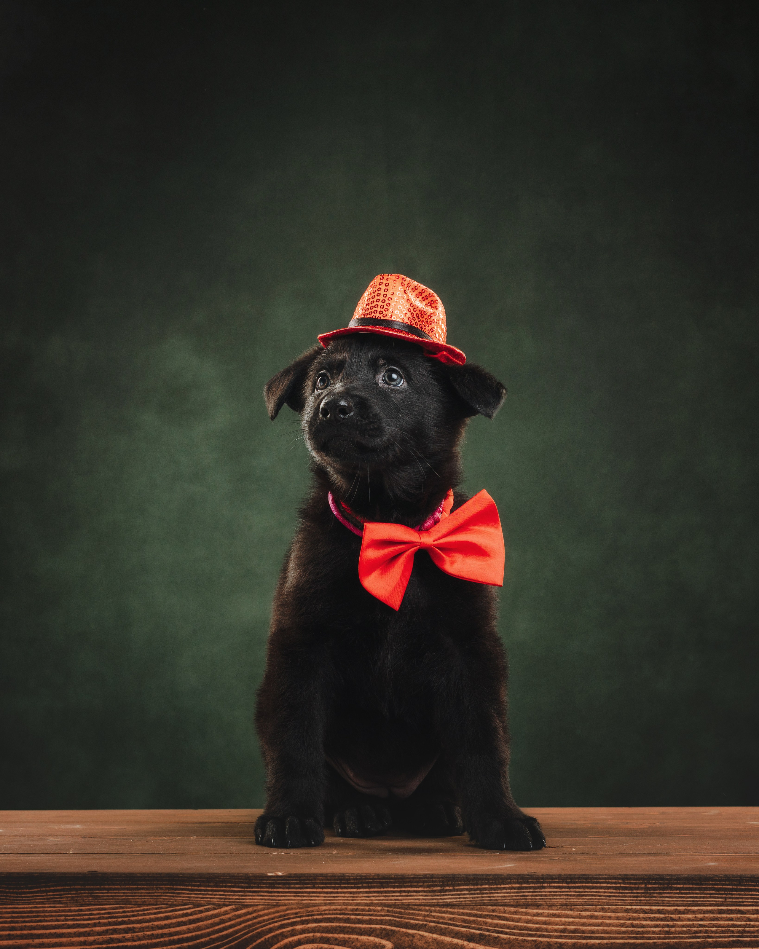 Щенки НО. Фотограф анималист Осипчикова Мария