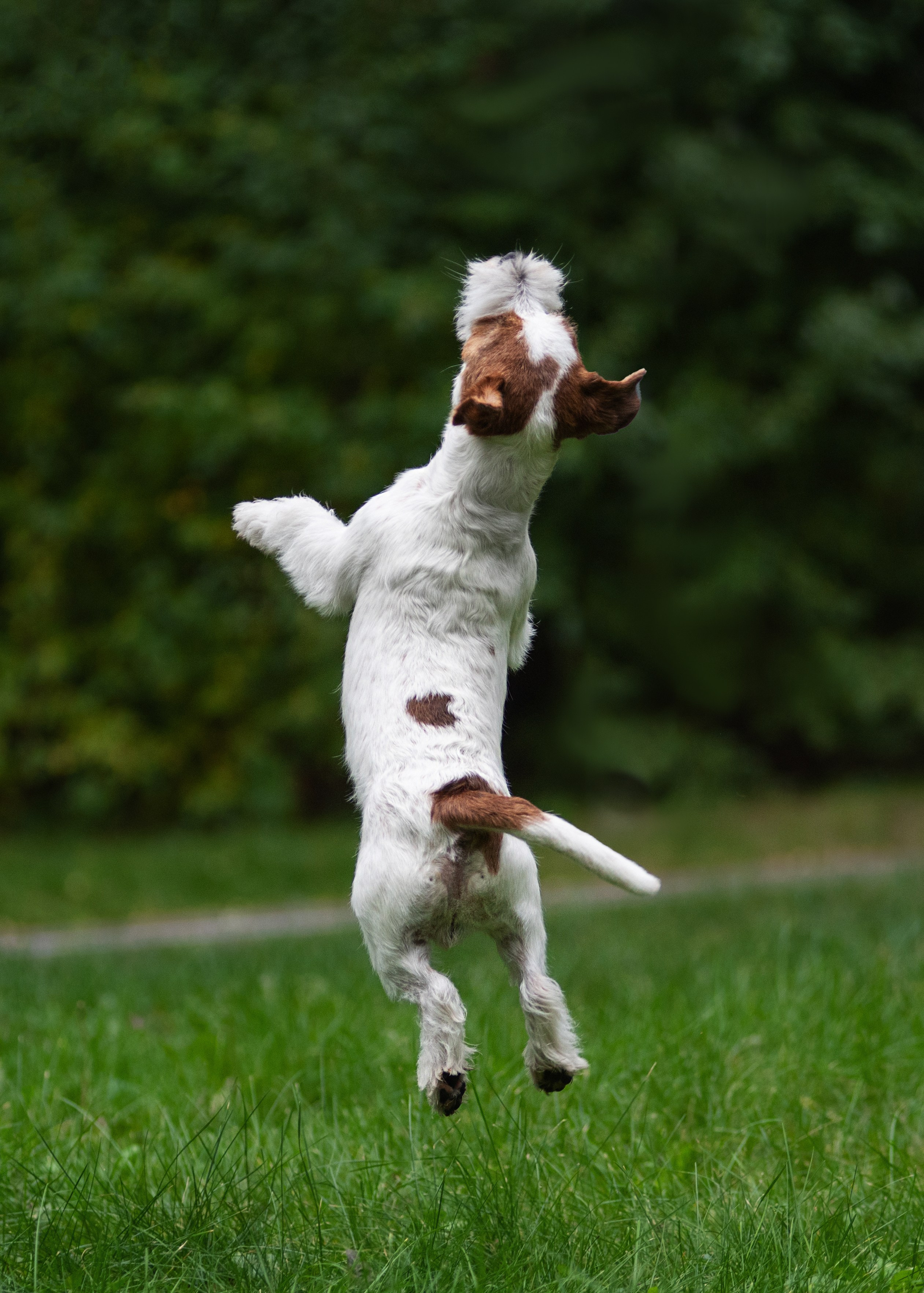 Осень с рыжими собаками. Дог-фотограф в Тюмени Александра Королева