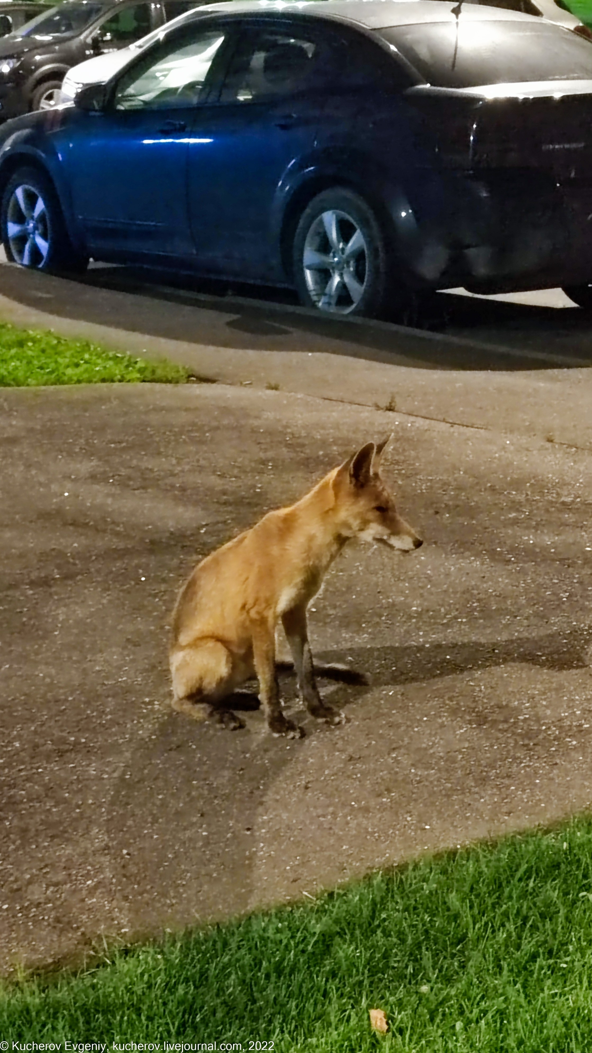 Лисенок. Кучеров Евгений. Фотограф