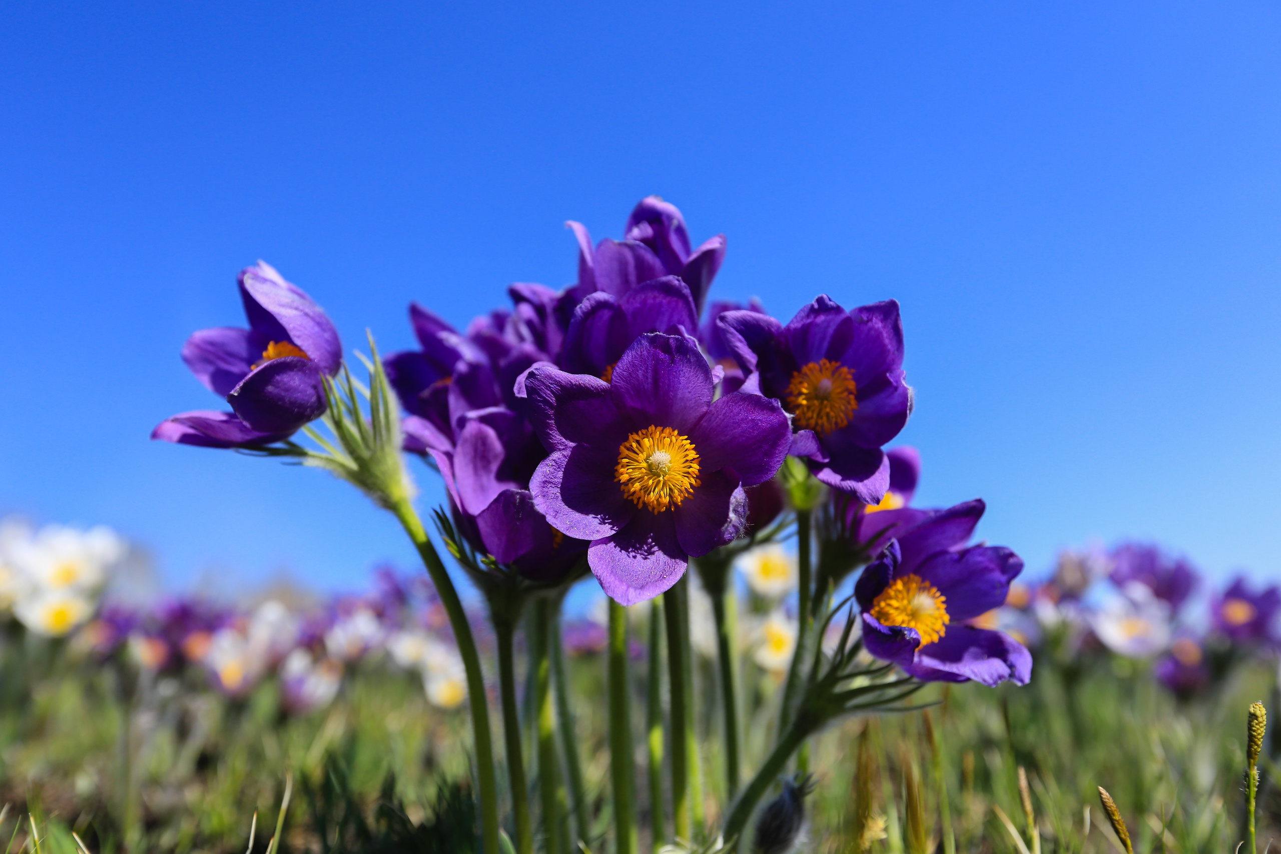 Фото Природы Забайкалья. Студия Максима Белослюдцева
