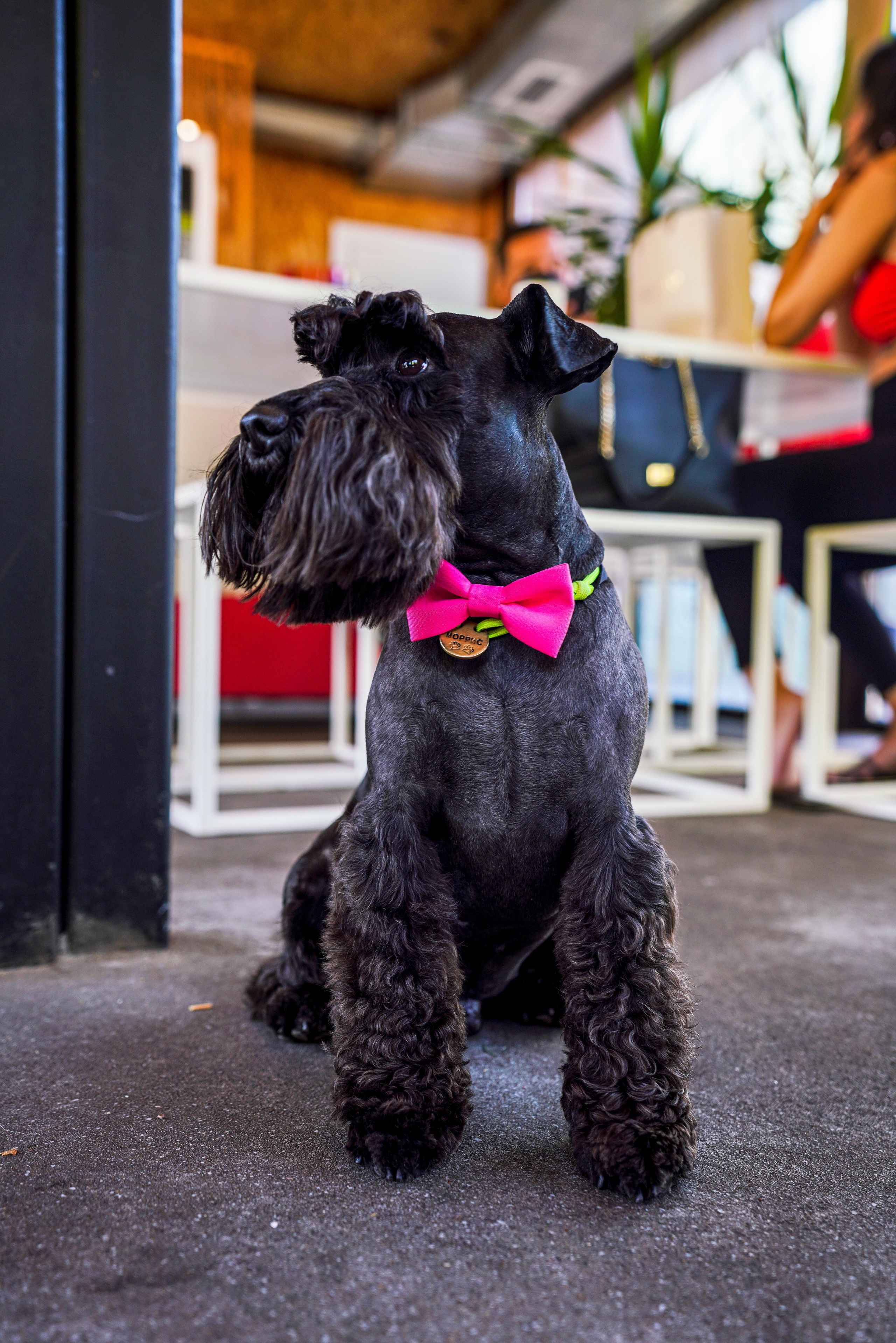 ДР собаки по имени Моррис :). Фотограф Казань