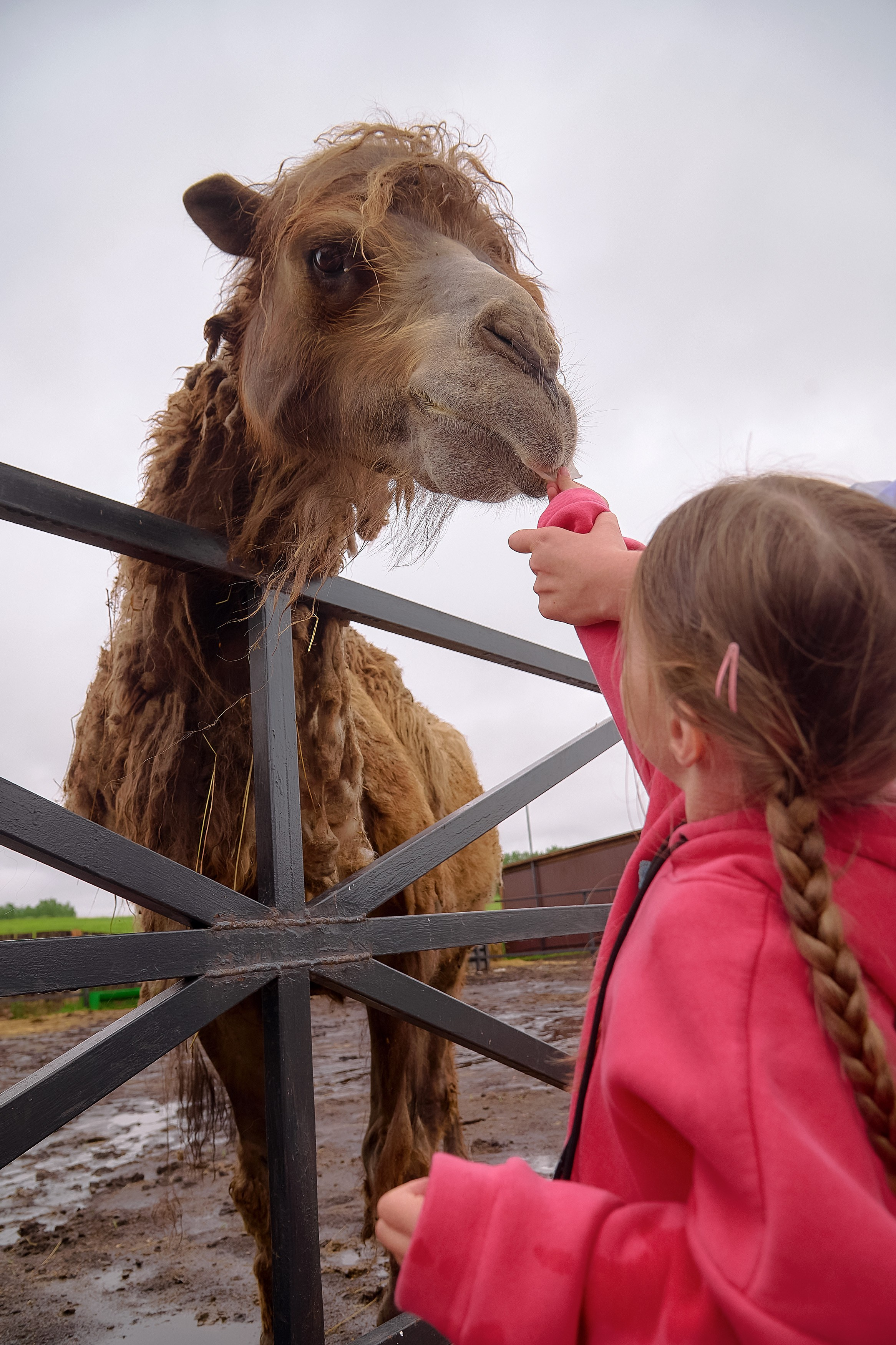 Ранчо «Шарье». Сеть магазинов «Калина-Малина». Фотограф Яковлев Роман — Красноярск
