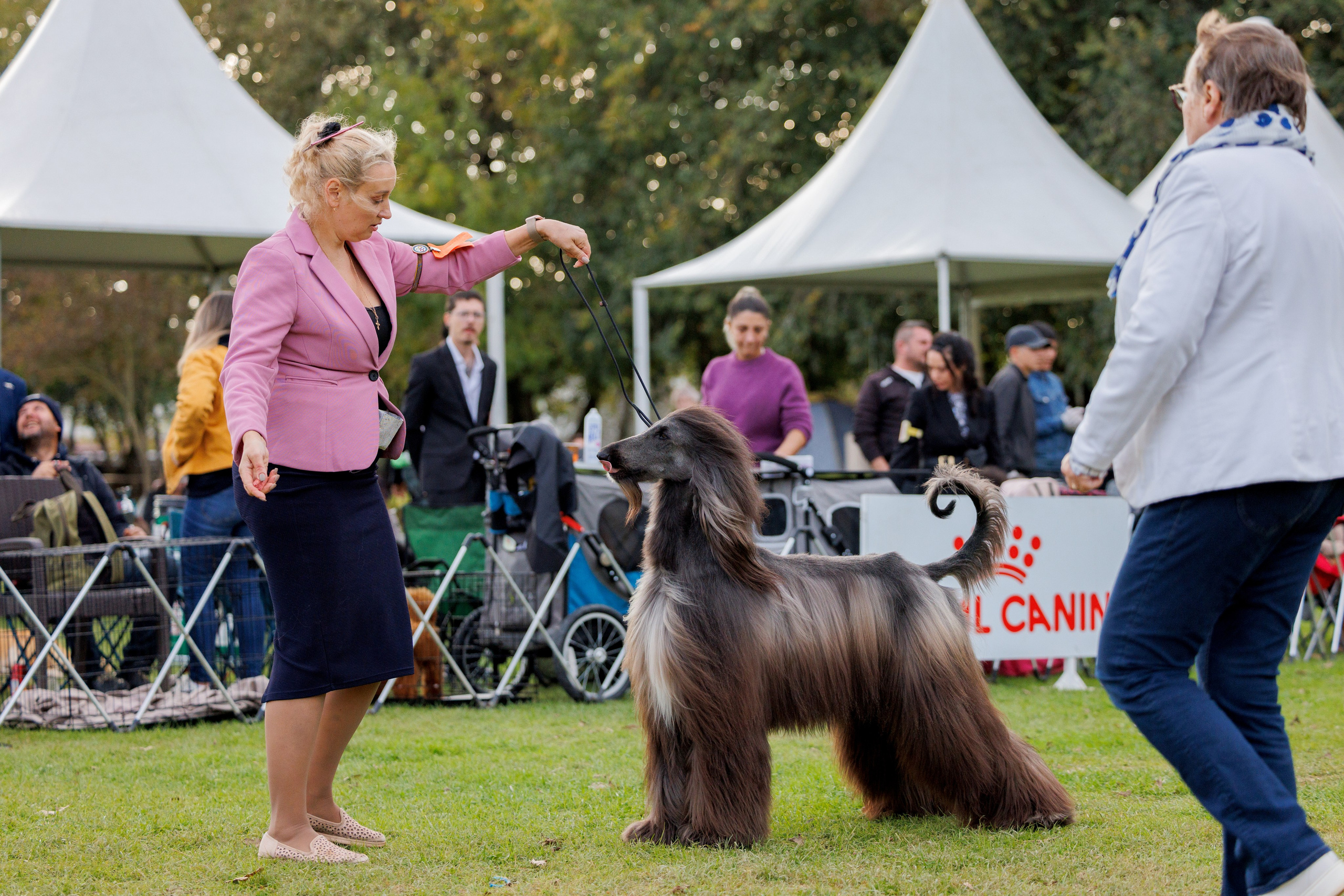 Туция,Стамбул 2хCACIB 26-27.10.24. Фотограф-анималист Юлия Германика