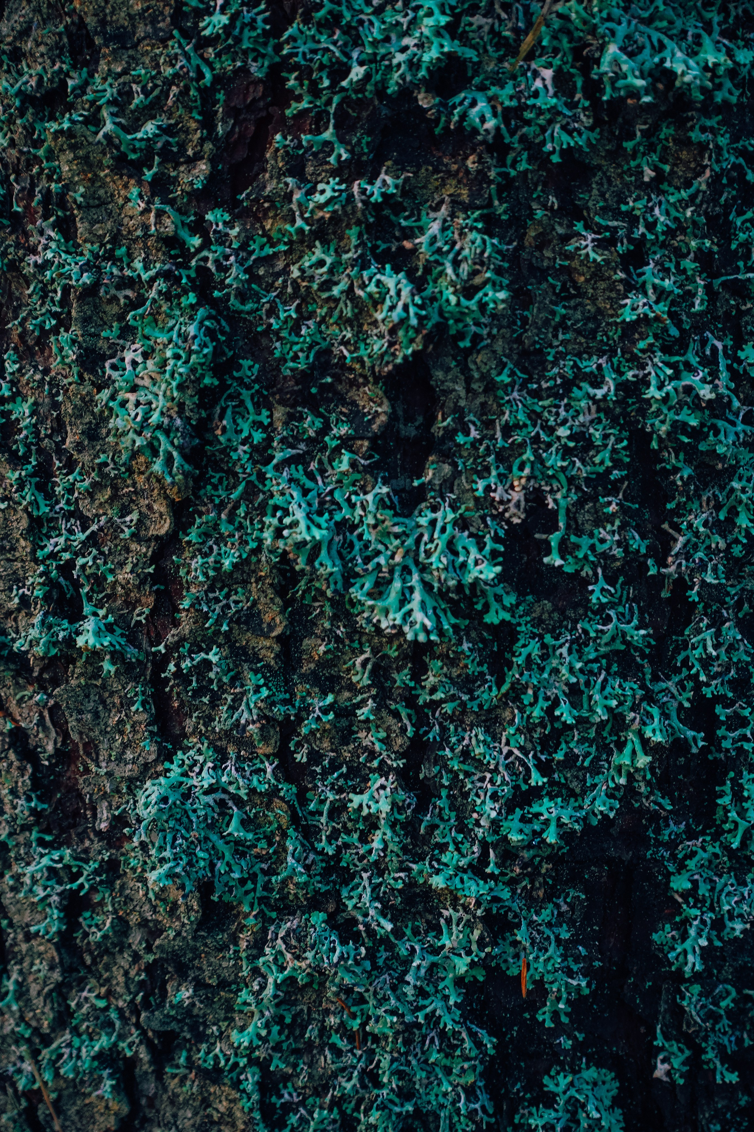 Пленишник. Фотограф Алиса Аспер