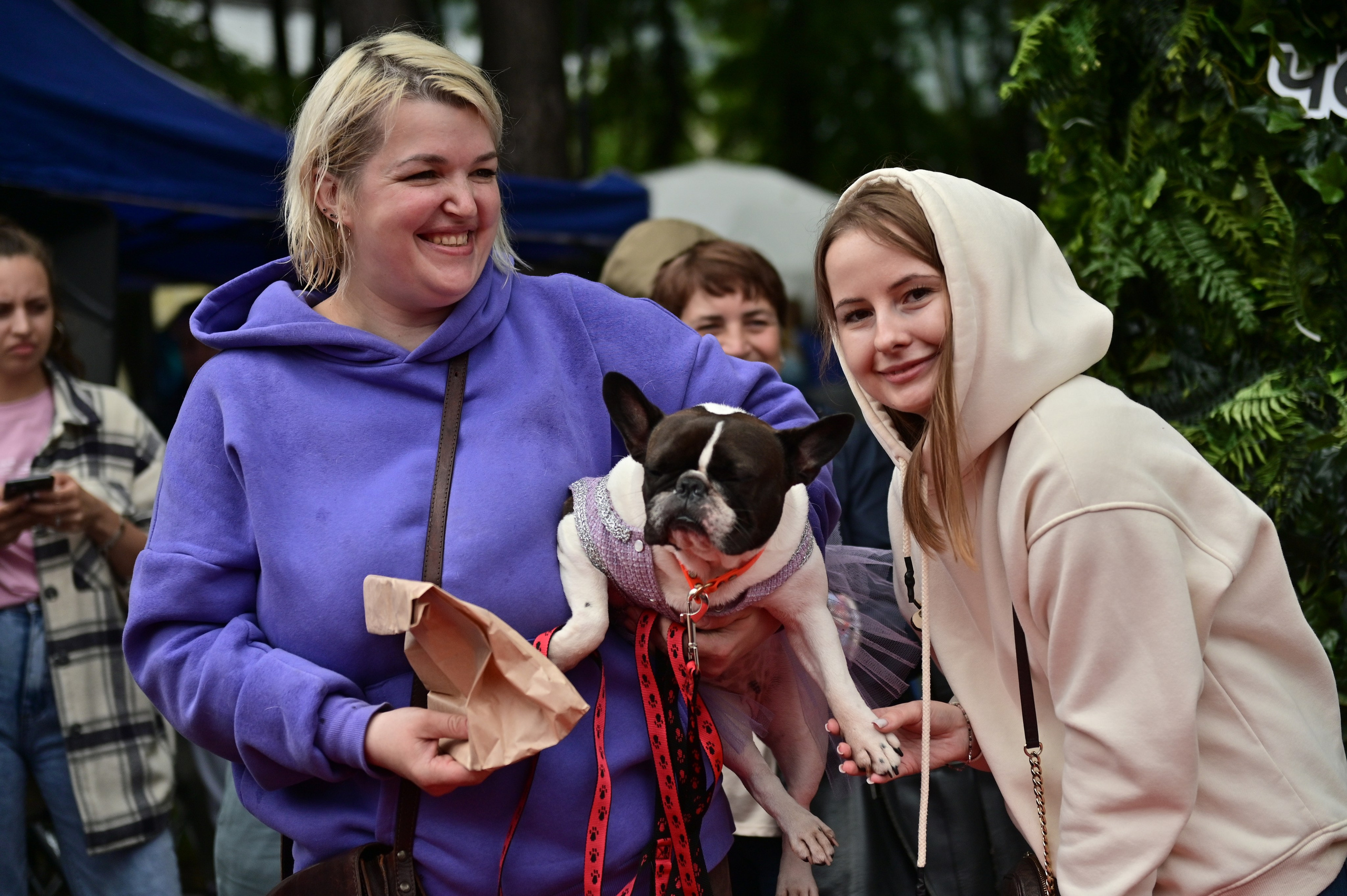 Парад французский бульдогов. Анна Пушина, фотограф, Москва, Королев, Пушкино