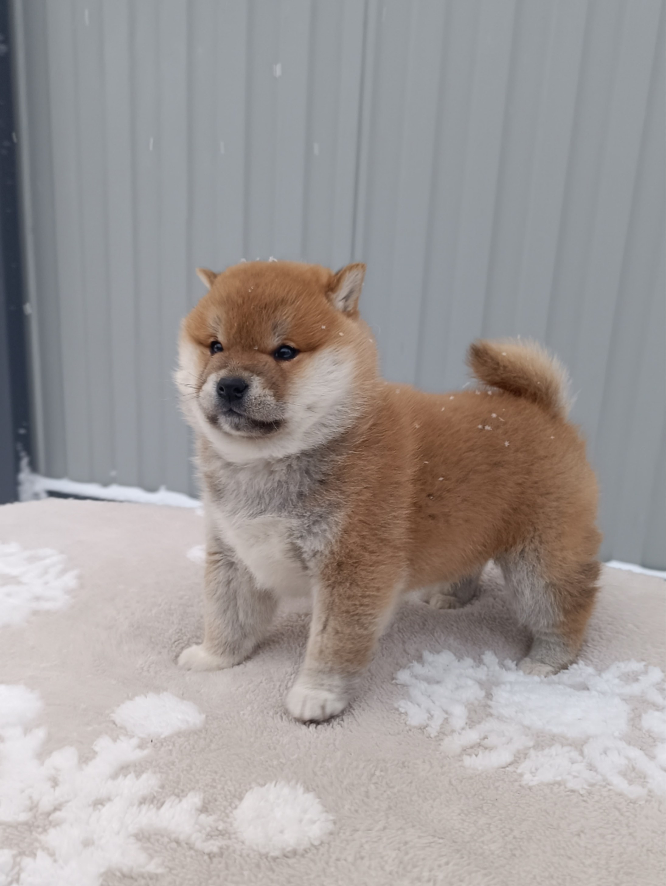 сиба питомник Рубилайт щенки на продажу rubylight  сиба щенки купить СПб Санкт-Петербург 