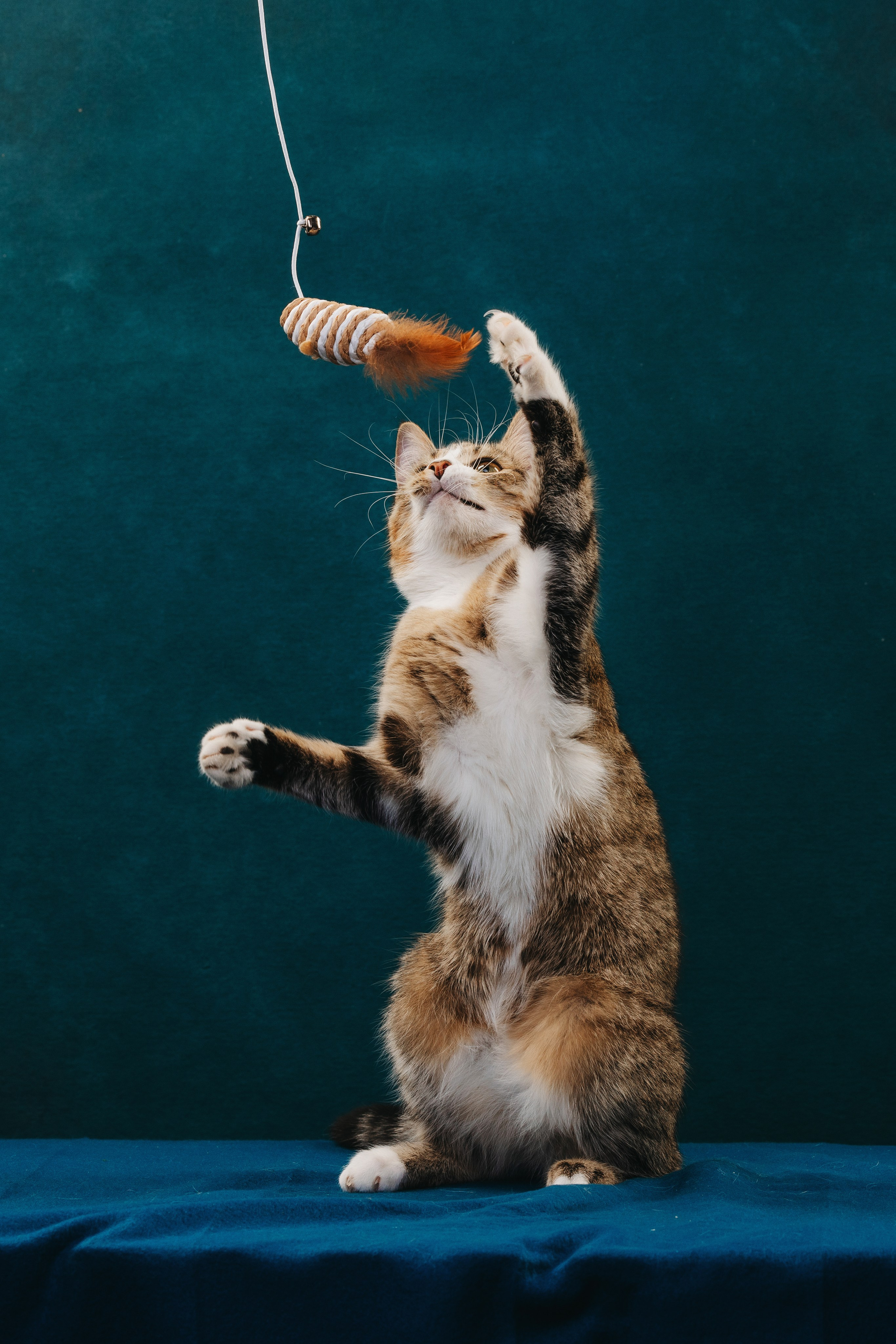 Коты Сет и Квентин. Фотограф анималист Осипчикова Мария