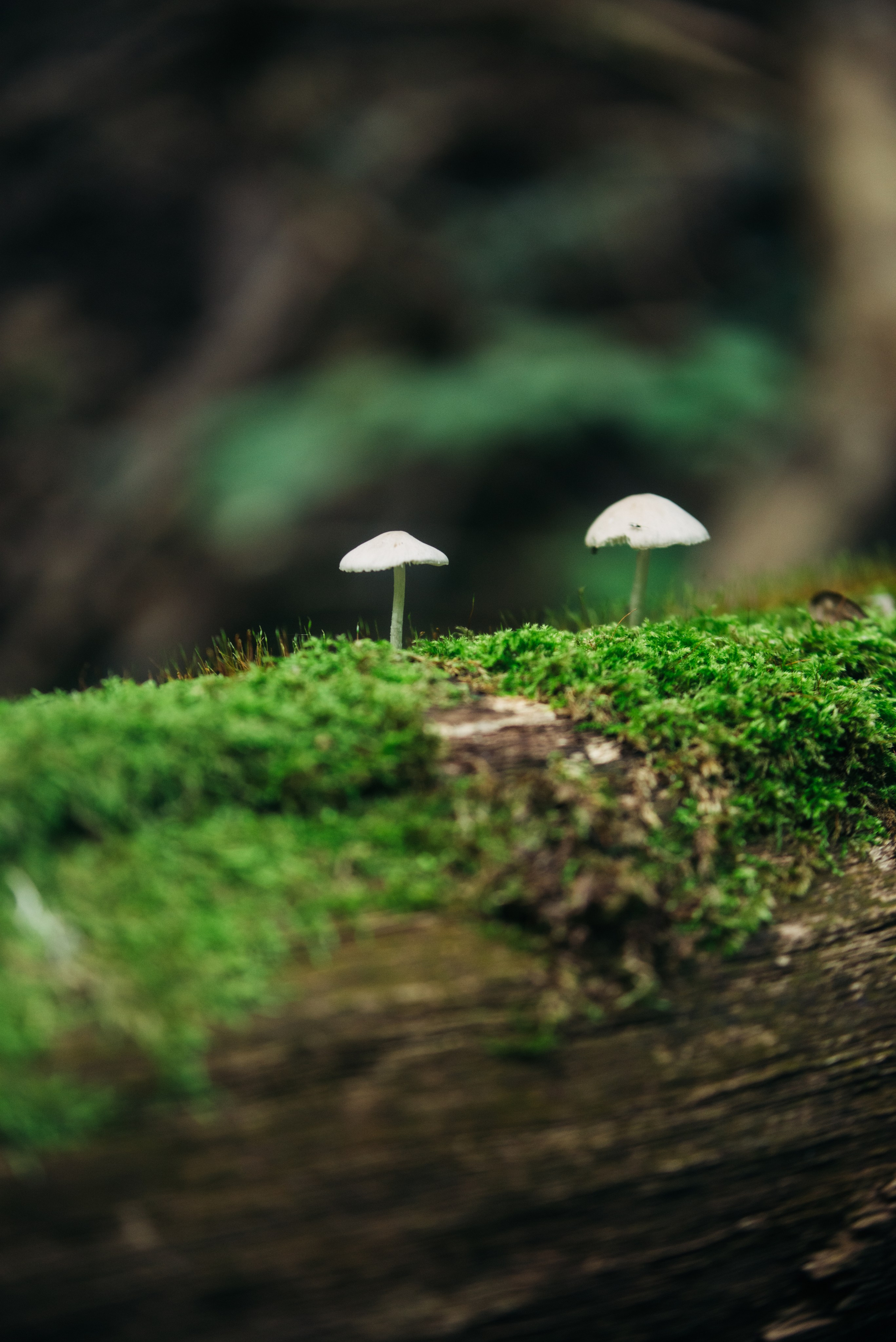 Красное на зелёном. Репортажный и портретный фотограф в Липецкой, Воронежской, Московской области Тёма Белоусов