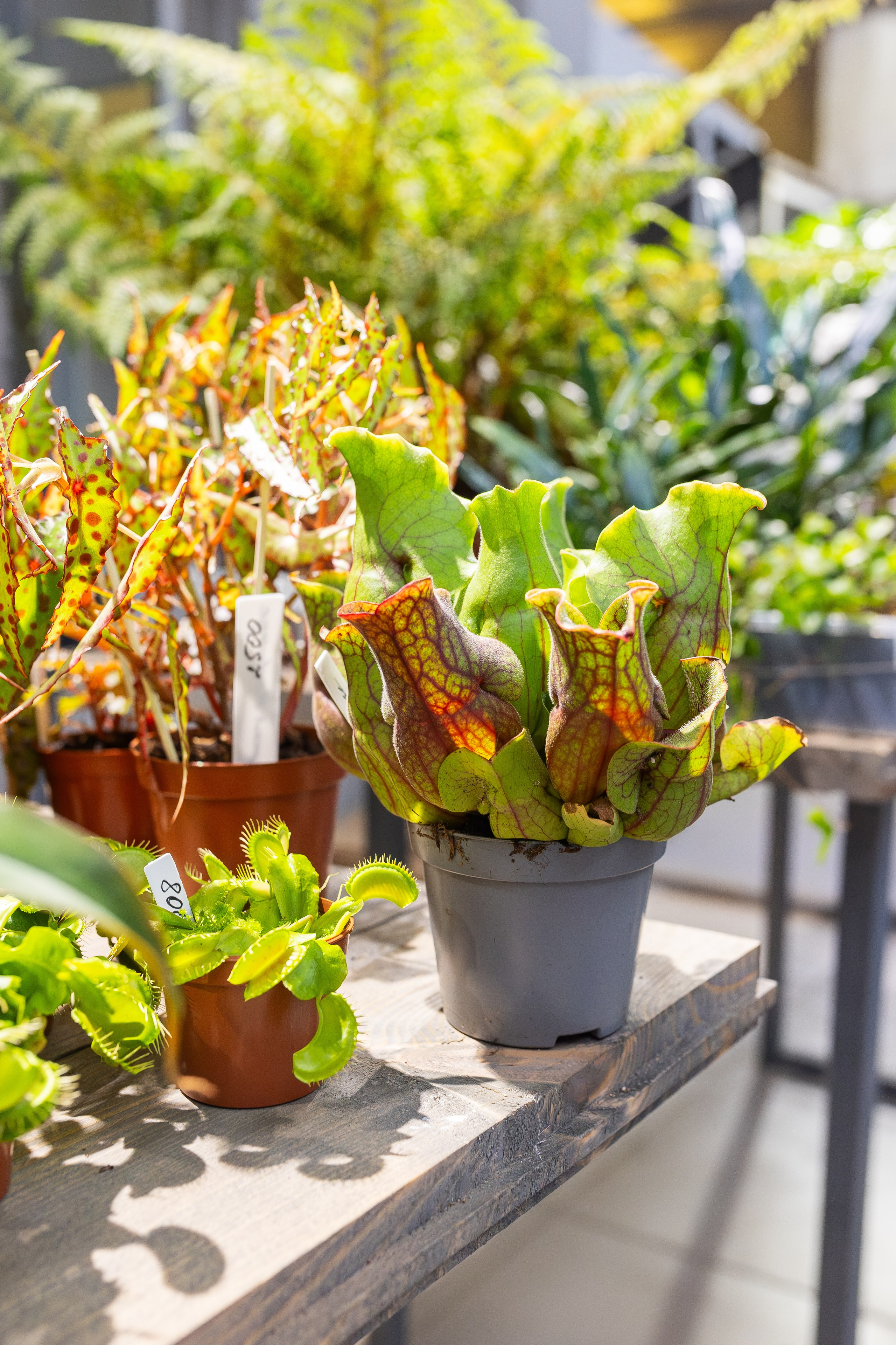 Ярмарка Green Rare 20.09.25. Александра Куликова фотограф, Москва