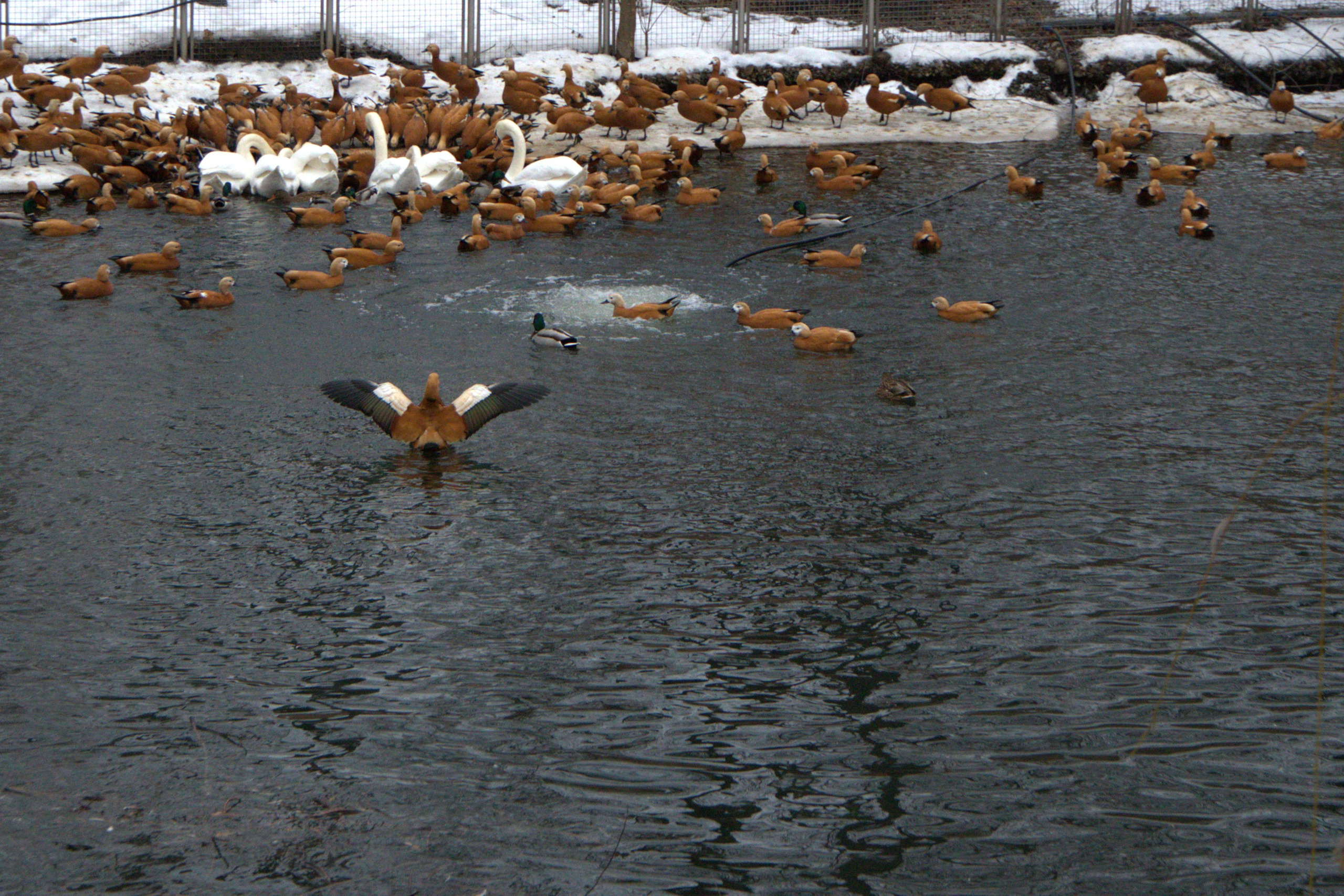 ЗООПАРК. ФОТОГРАФ В МОСКВЕ СТАНИСЛАВ КОБЗЕВ