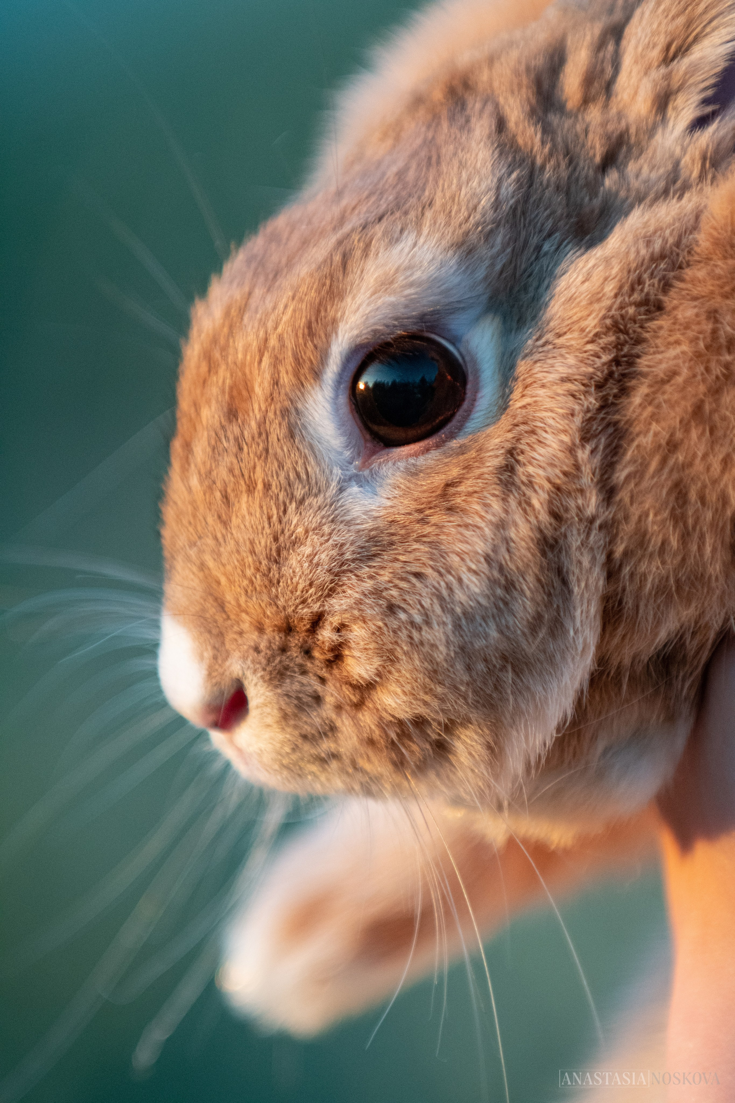 Елена и Персик