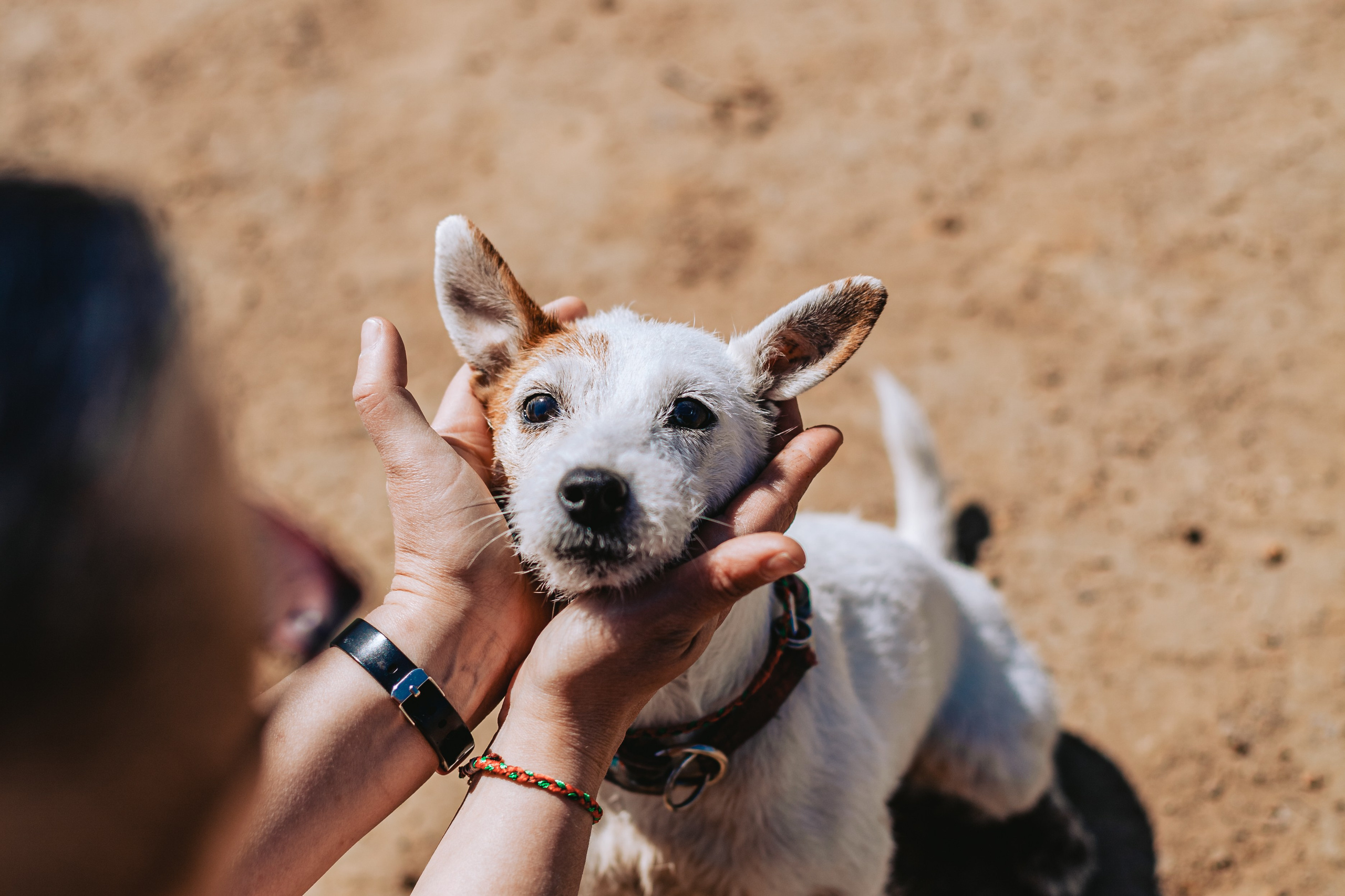 Кондуки. Фотограф-анималист Татьяна Степанова