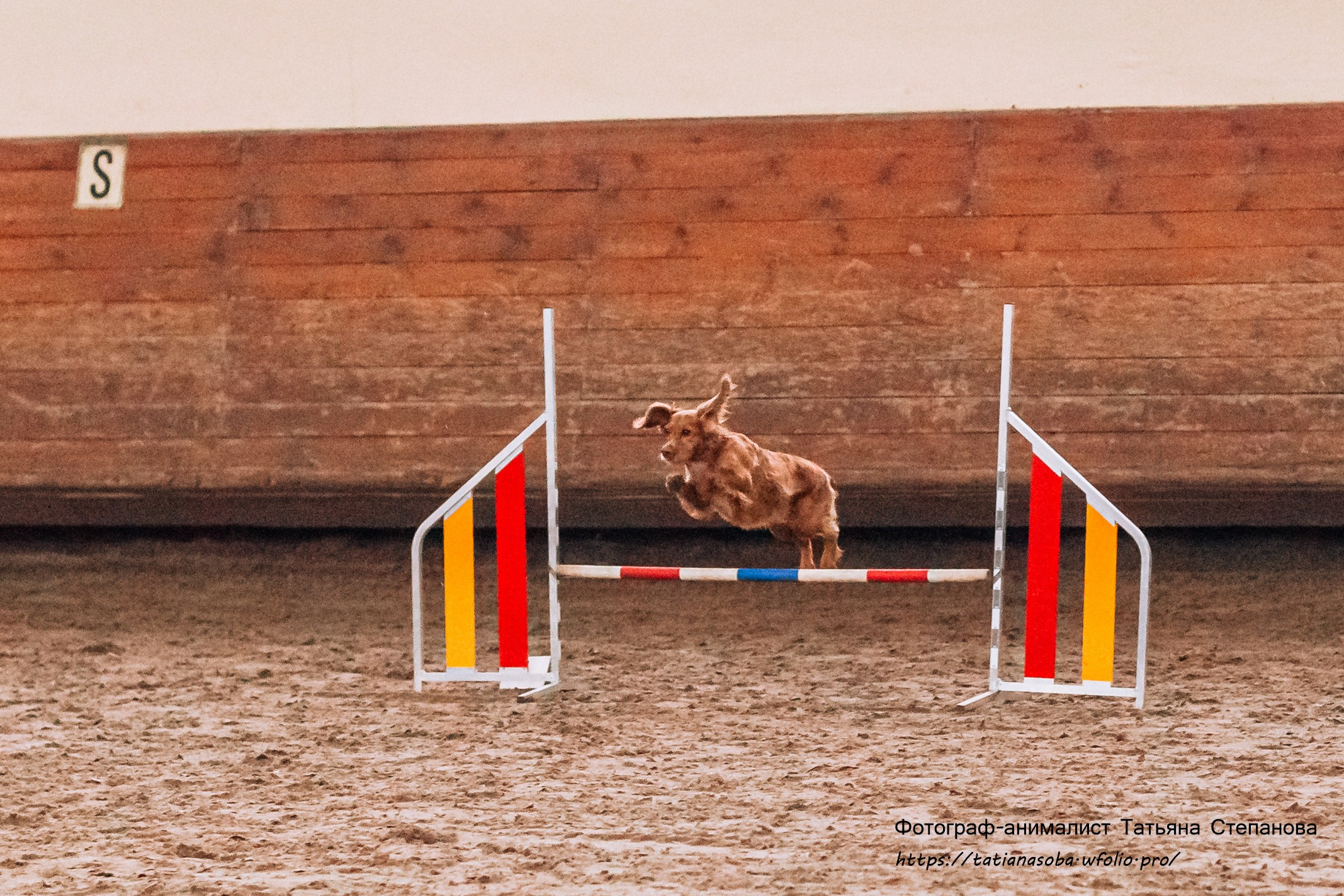 Соревнования по Аджилити 25.02.2024. Фотограф-анималист Татьяна Степанова