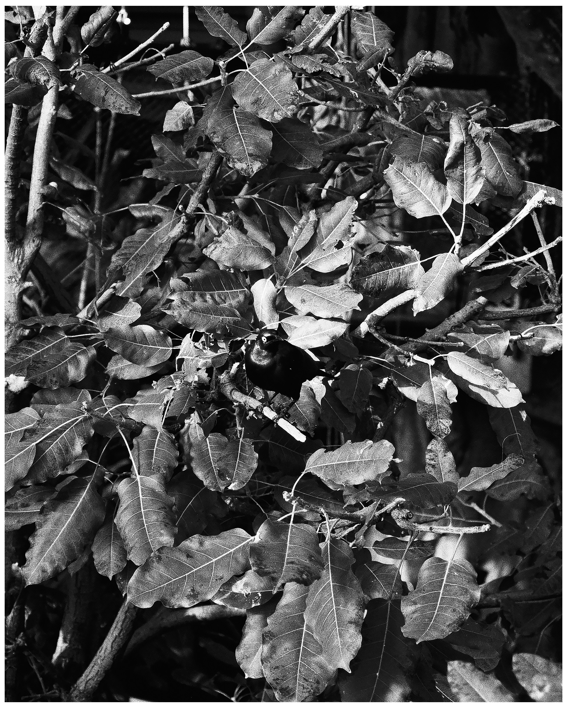 ANNA — PHOTOGRAPHER