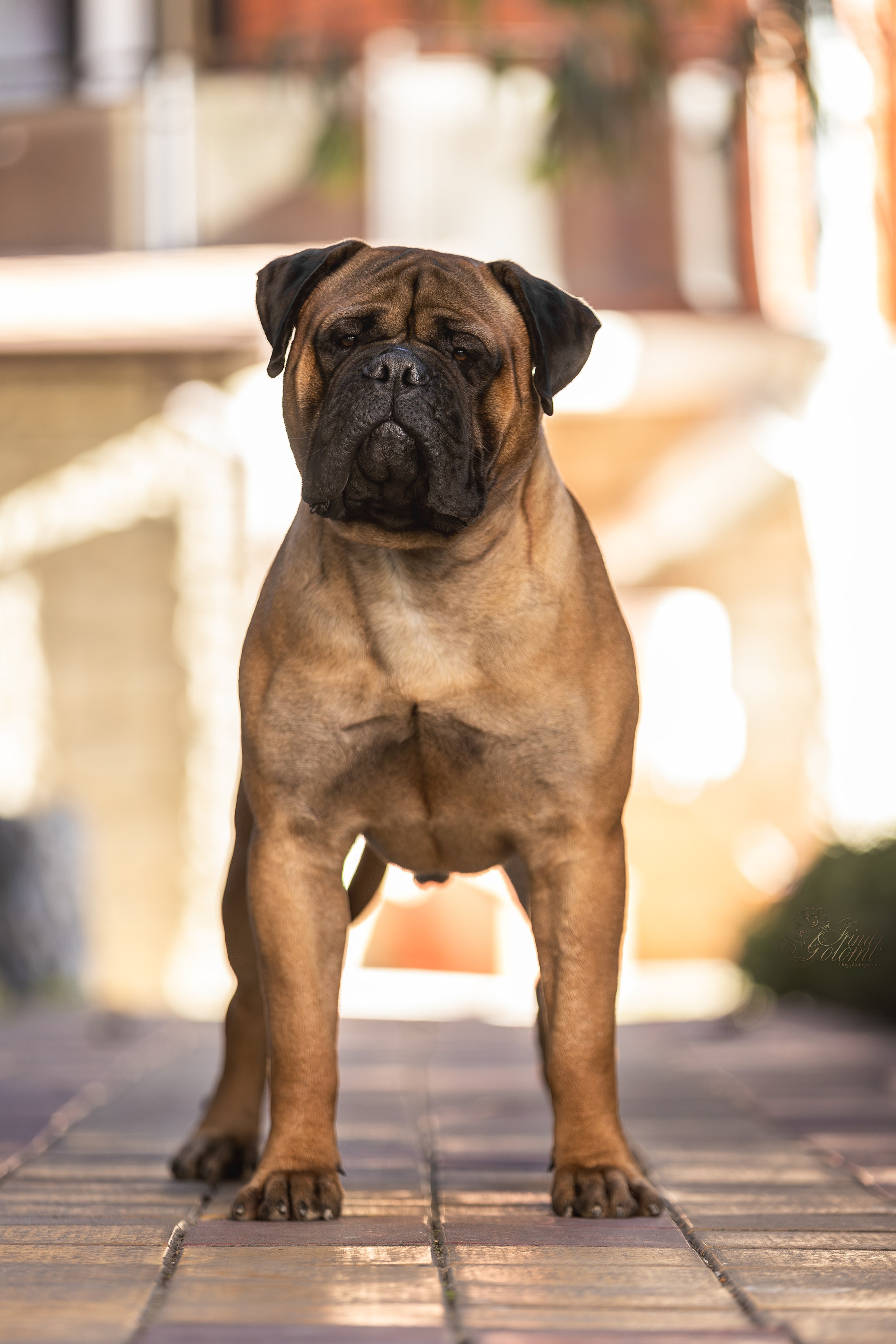 Выставка 25.02.2024. Ирина Голомб|Фотограф-анималист в  Сочи и Калининграде