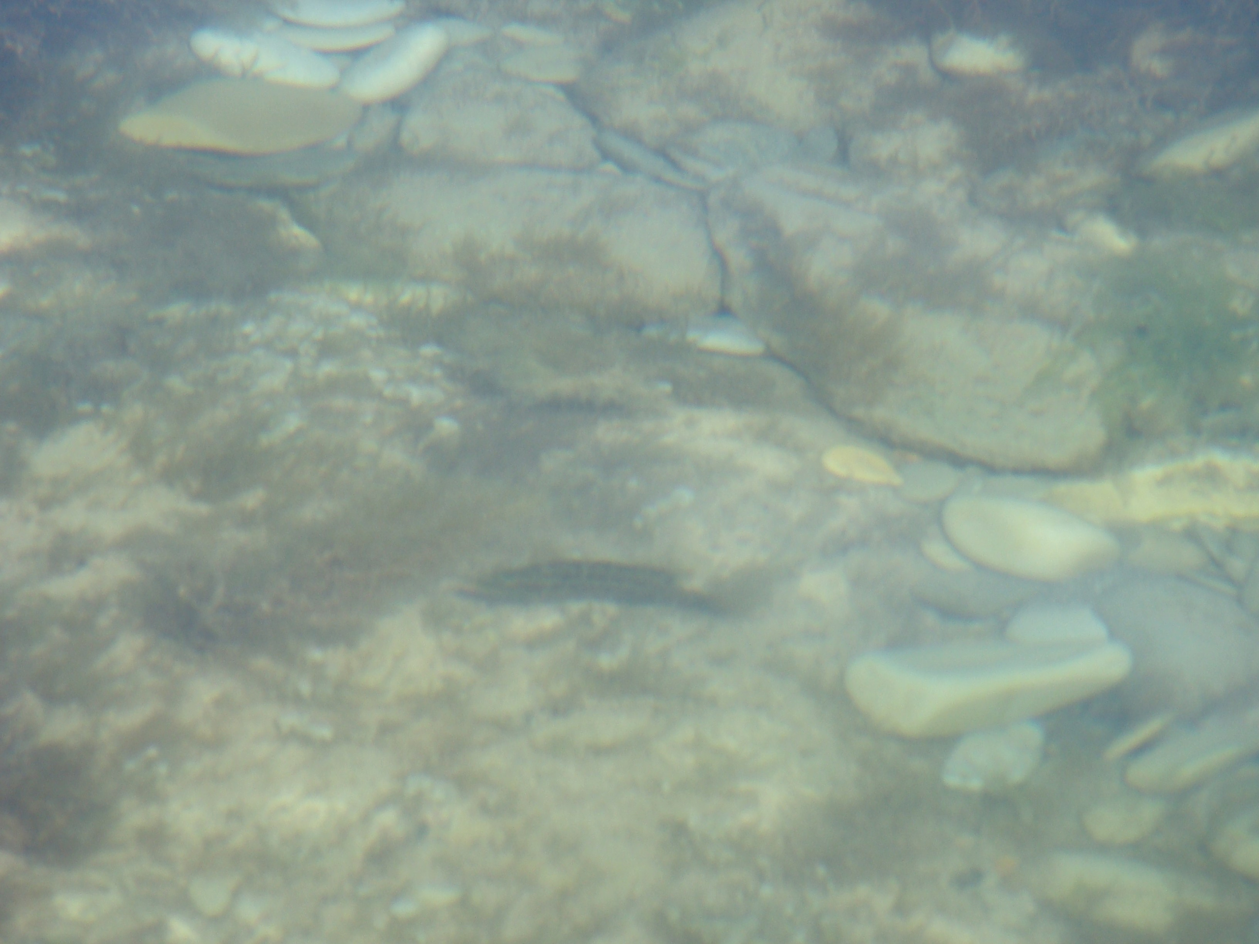 Кабардинка (фото Зевиных) 25.06-24.07.2008. Семейный, Свадебный фотограф СПБ Питер— Романова Екатерина