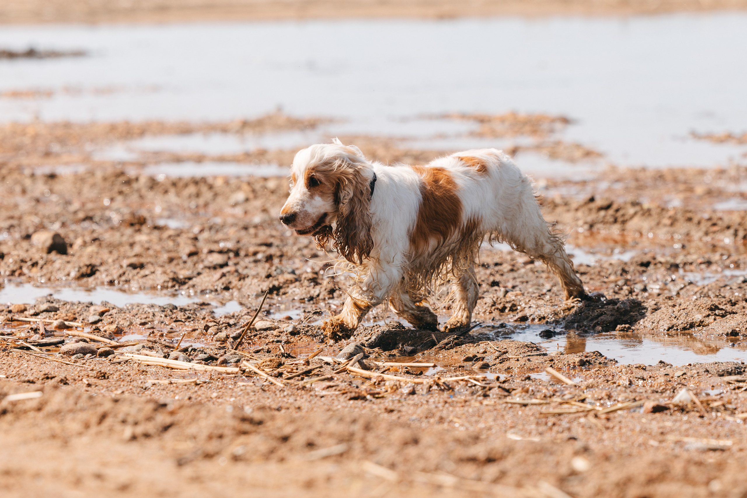 Спанимания. Фотограф анималист Осипчикова Мария
