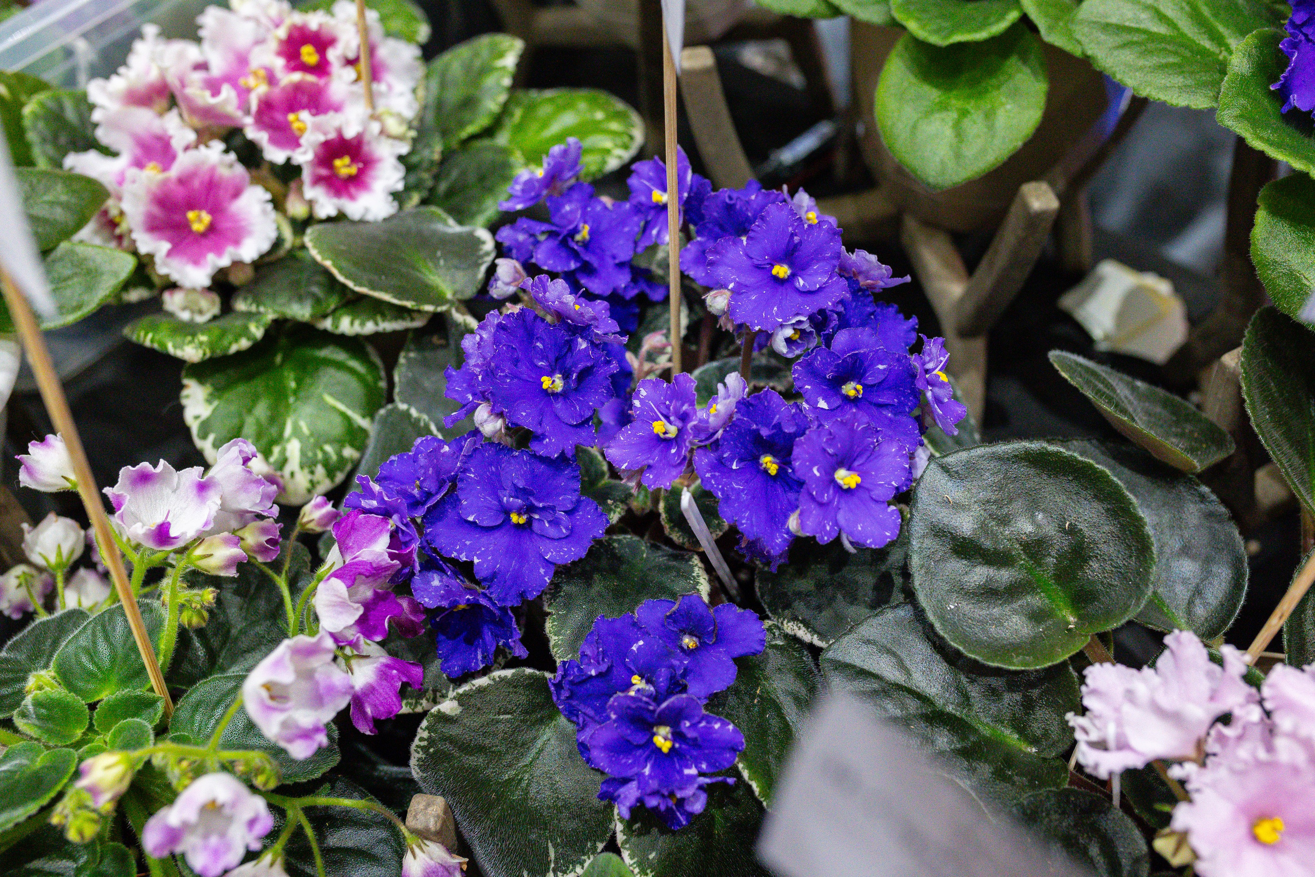 Монстериум 11–12 октября. Александра Куликова фотограф, Москва