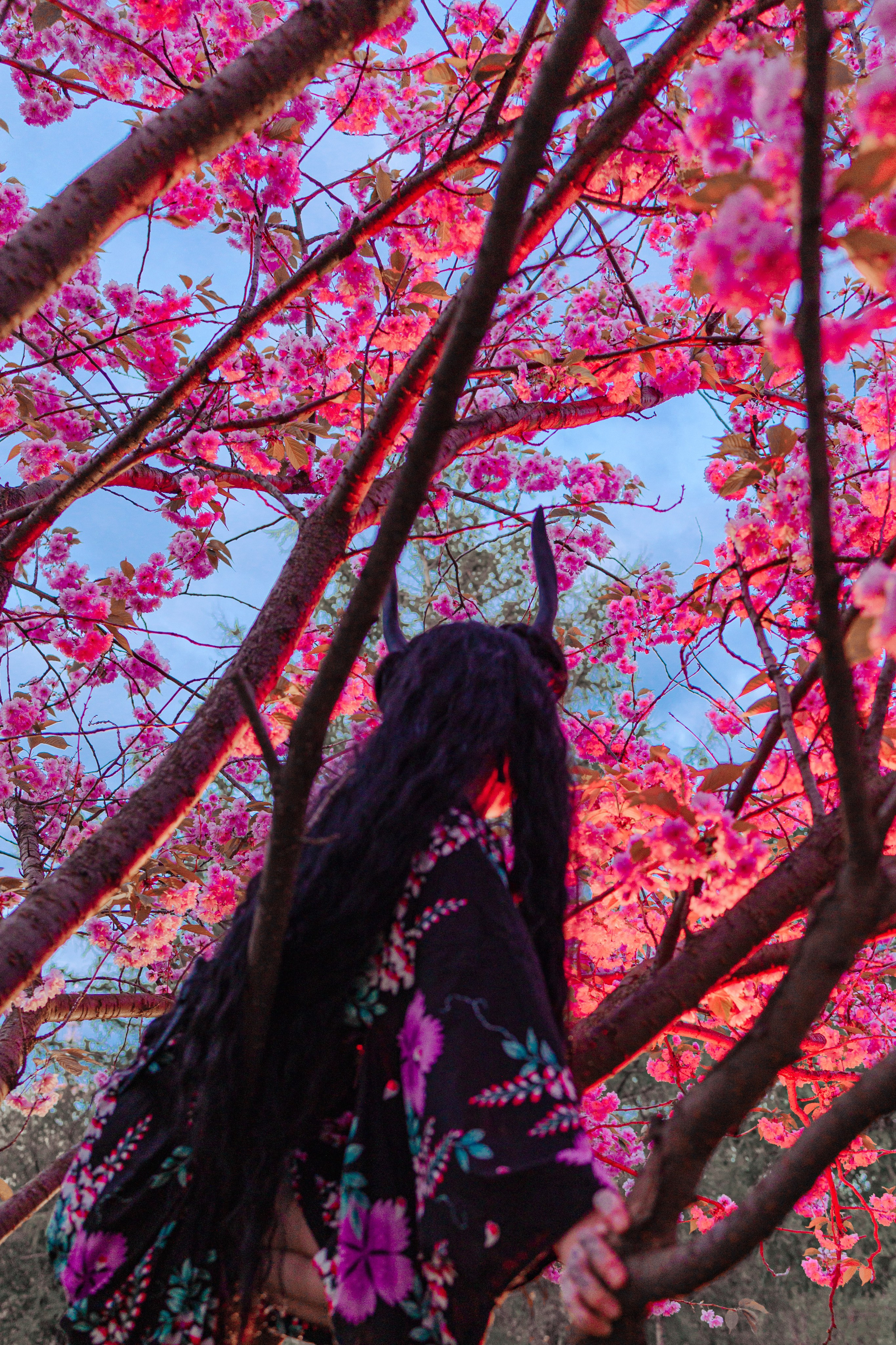 Кирисакура- соцветия вишни в тумане